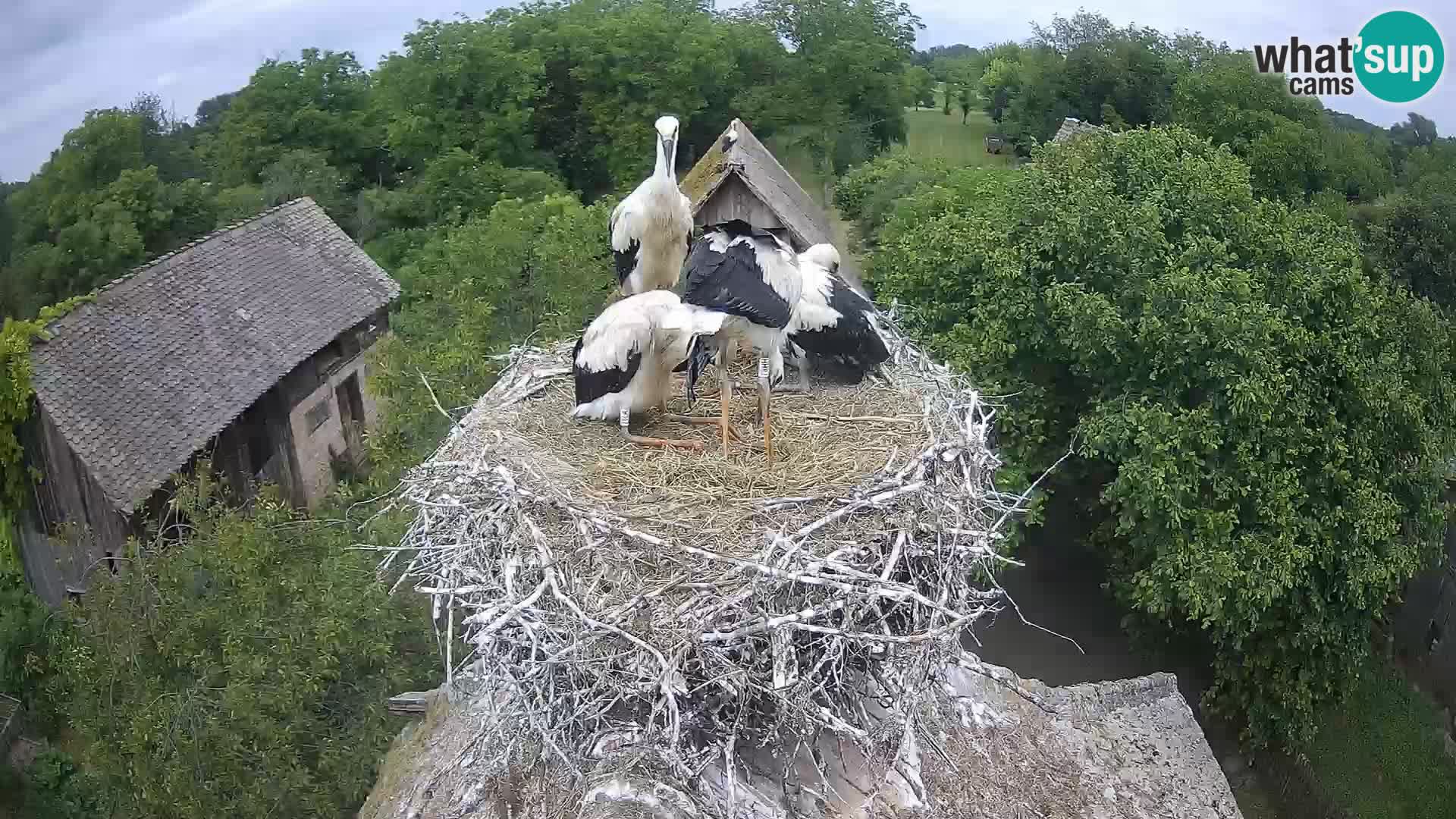 Webcam Europäisches Storchendorf – Naturpark Lonjsko polje