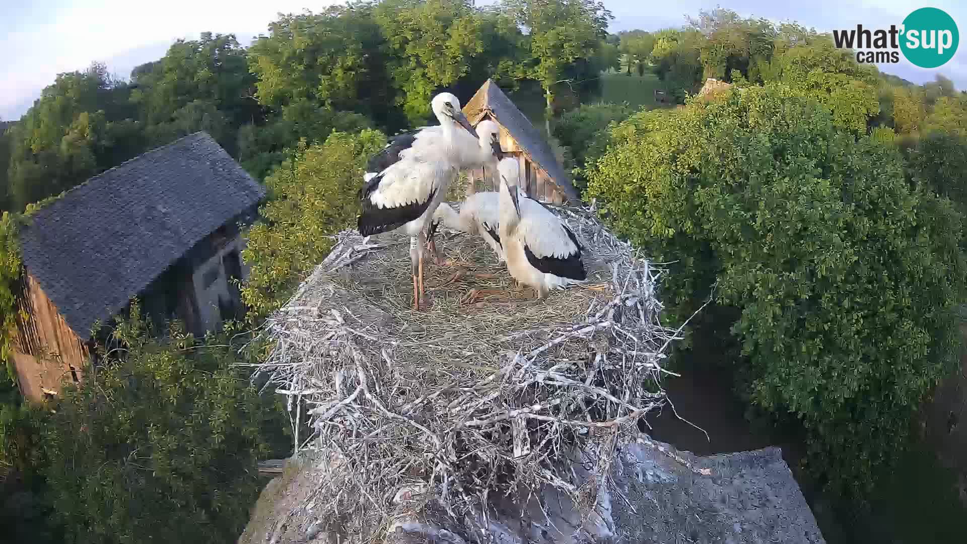 Live webcam European stork village – Lonjsko polje Nature Park
