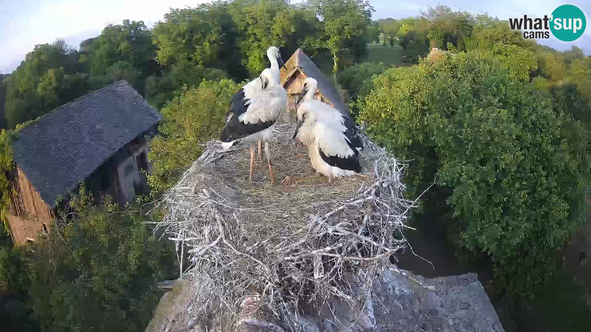 Live webcam European stork village – Lonjsko polje Nature Park