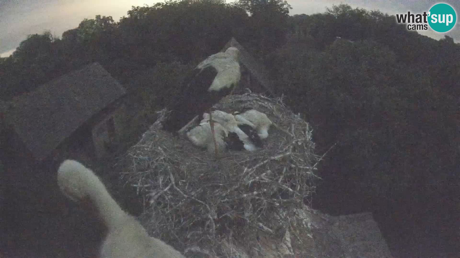 Live webcam European stork village – Lonjsko polje Nature Park
