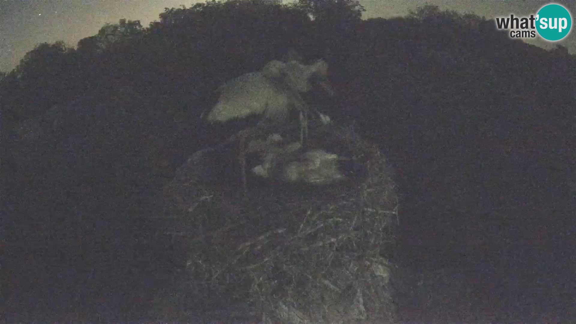 Live webcam European stork village – Lonjsko polje Nature Park
