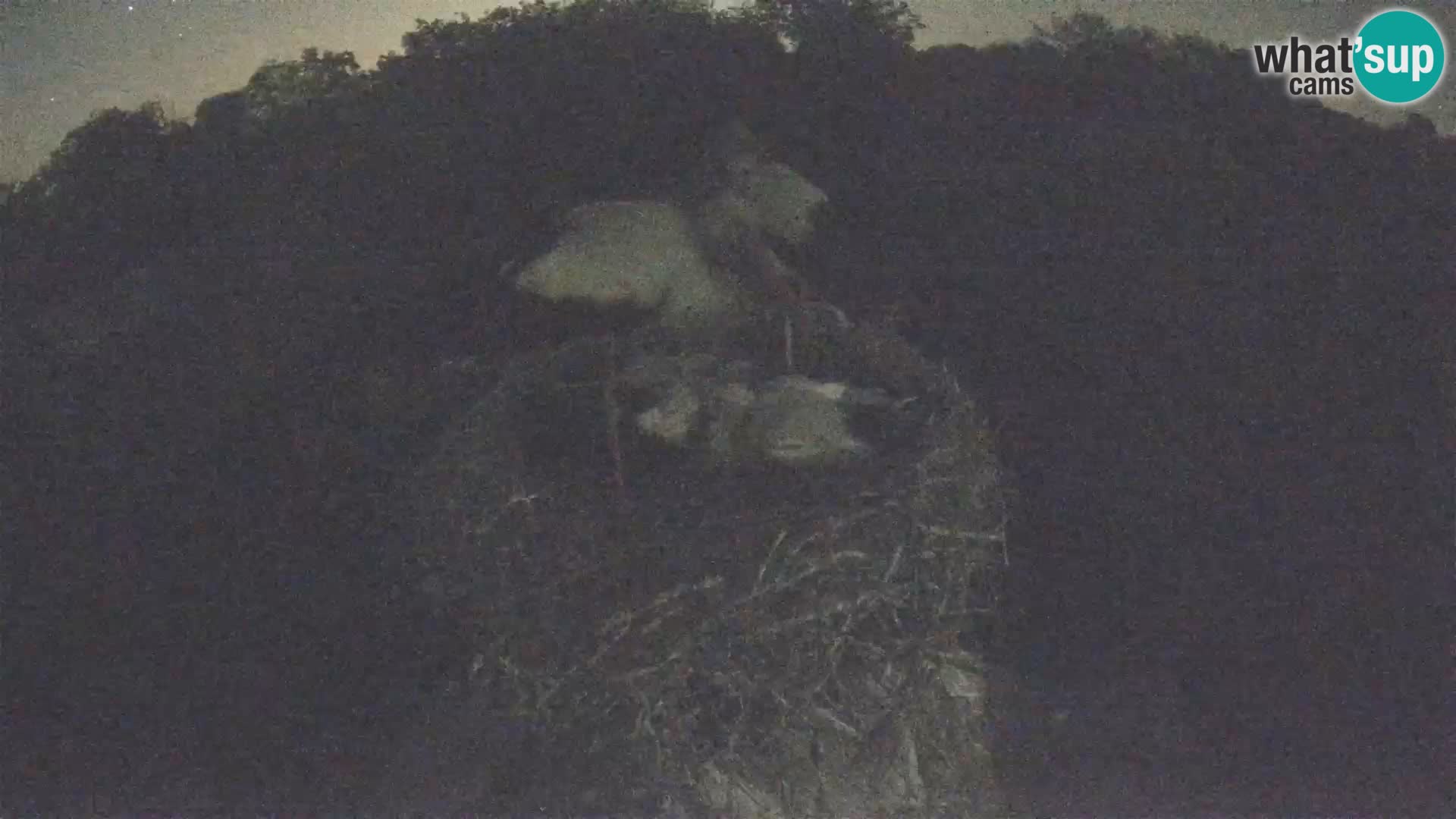 Live webcam European stork village – Lonjsko polje Nature Park