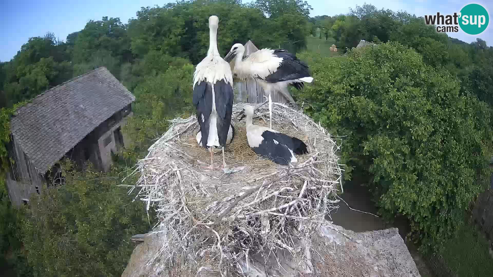 Villaggio delle cicogne europee webcam Parco naturale di Lonjsko polje