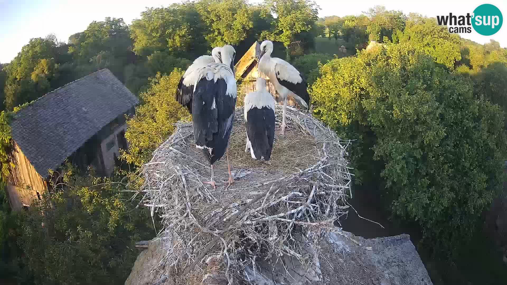U živo Europsko selo roda – Park prirode Lonjsko polje