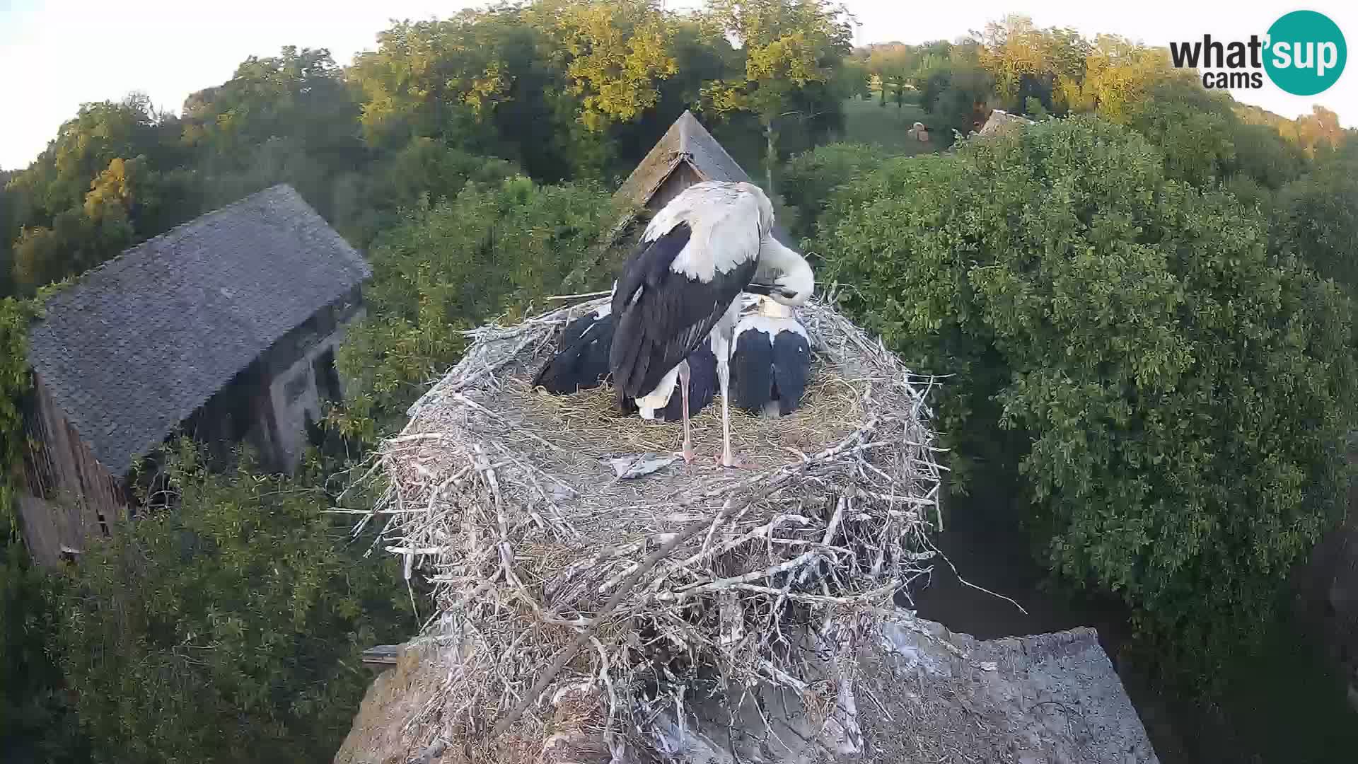 Live webcam European stork village – Lonjsko polje Nature Park