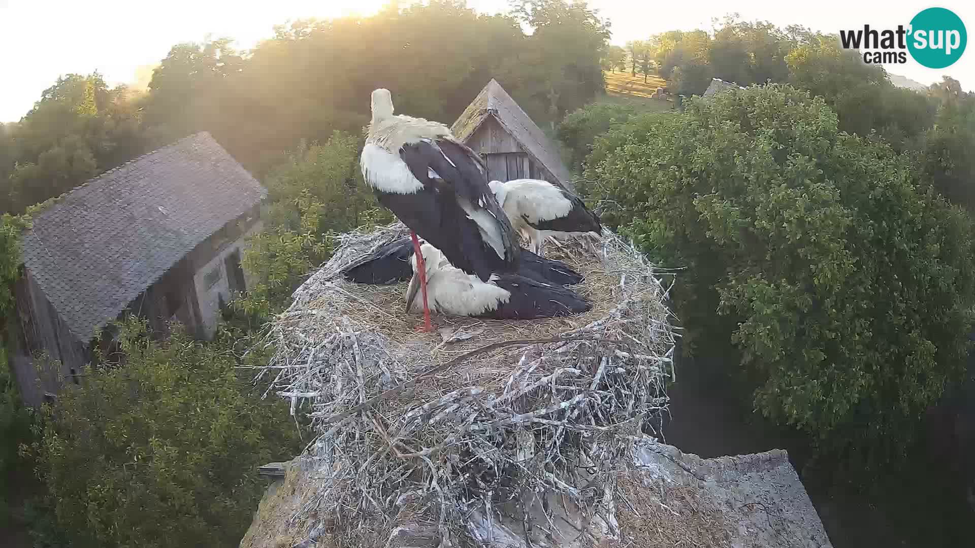 Webcam Europäisches Storchendorf – Naturpark Lonjsko polje