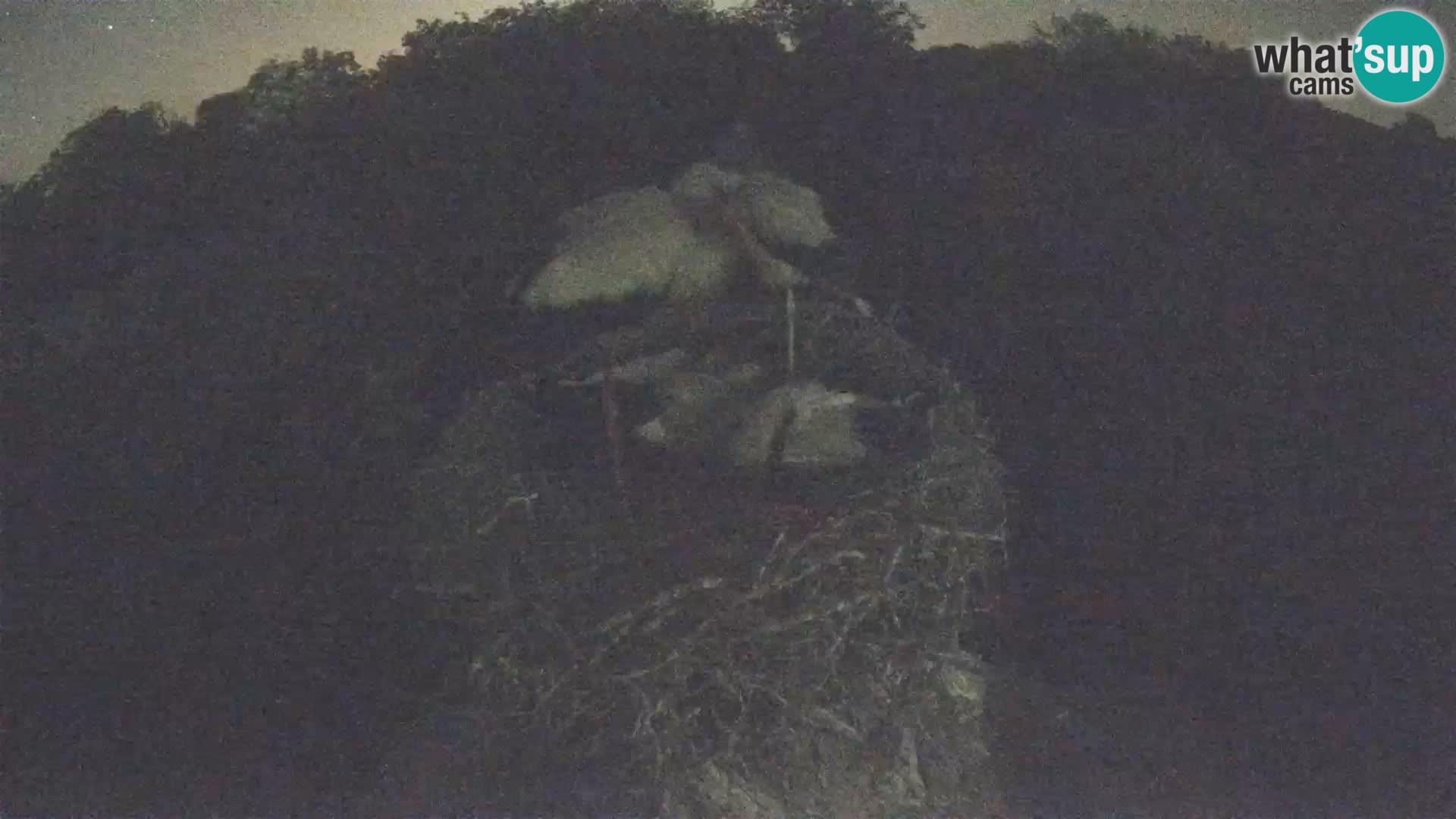 Pueblo europeo de cigüeñas camera en vivo Parque Natural Lonjsko polje