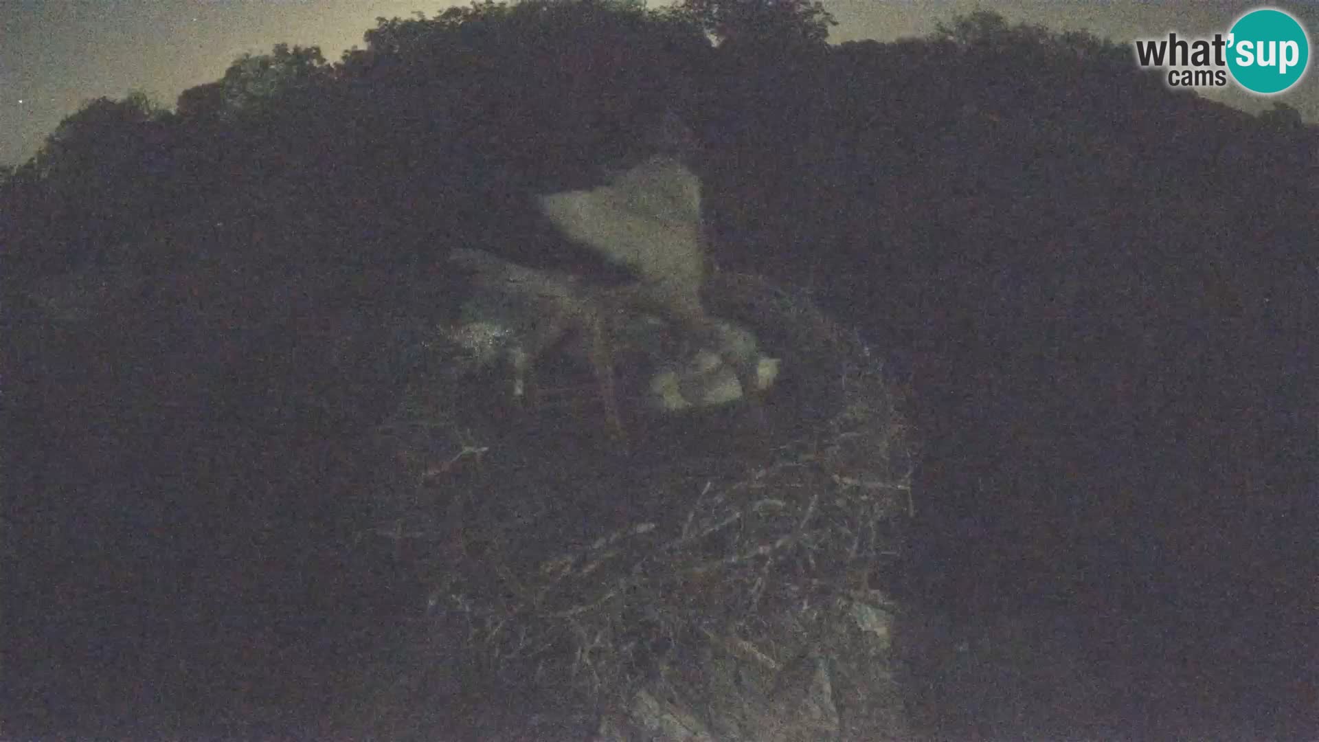 Pueblo europeo de cigüeñas camera en vivo Parque Natural Lonjsko polje