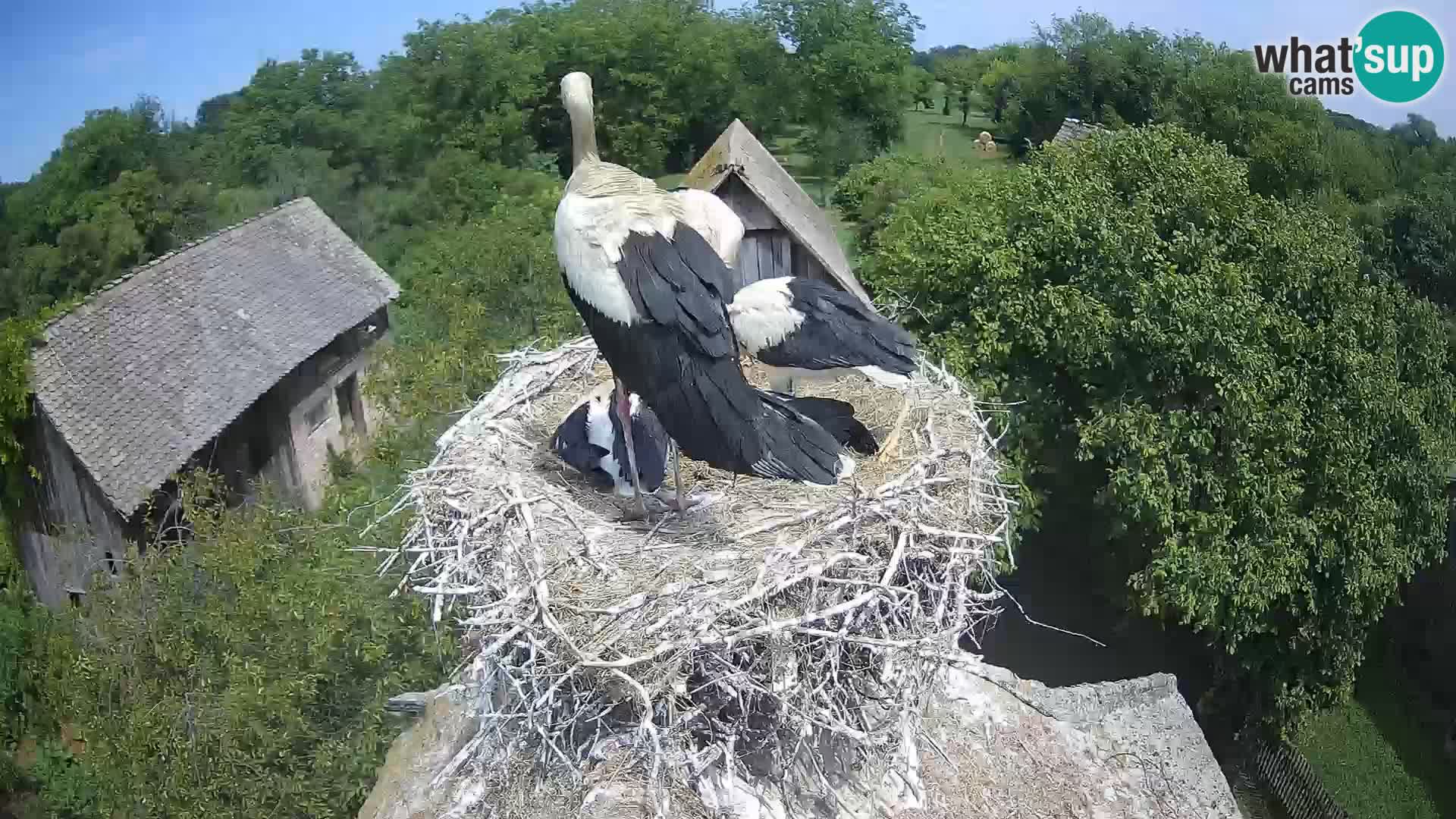 Villaggio delle cicogne europee webcam Parco naturale di Lonjsko polje