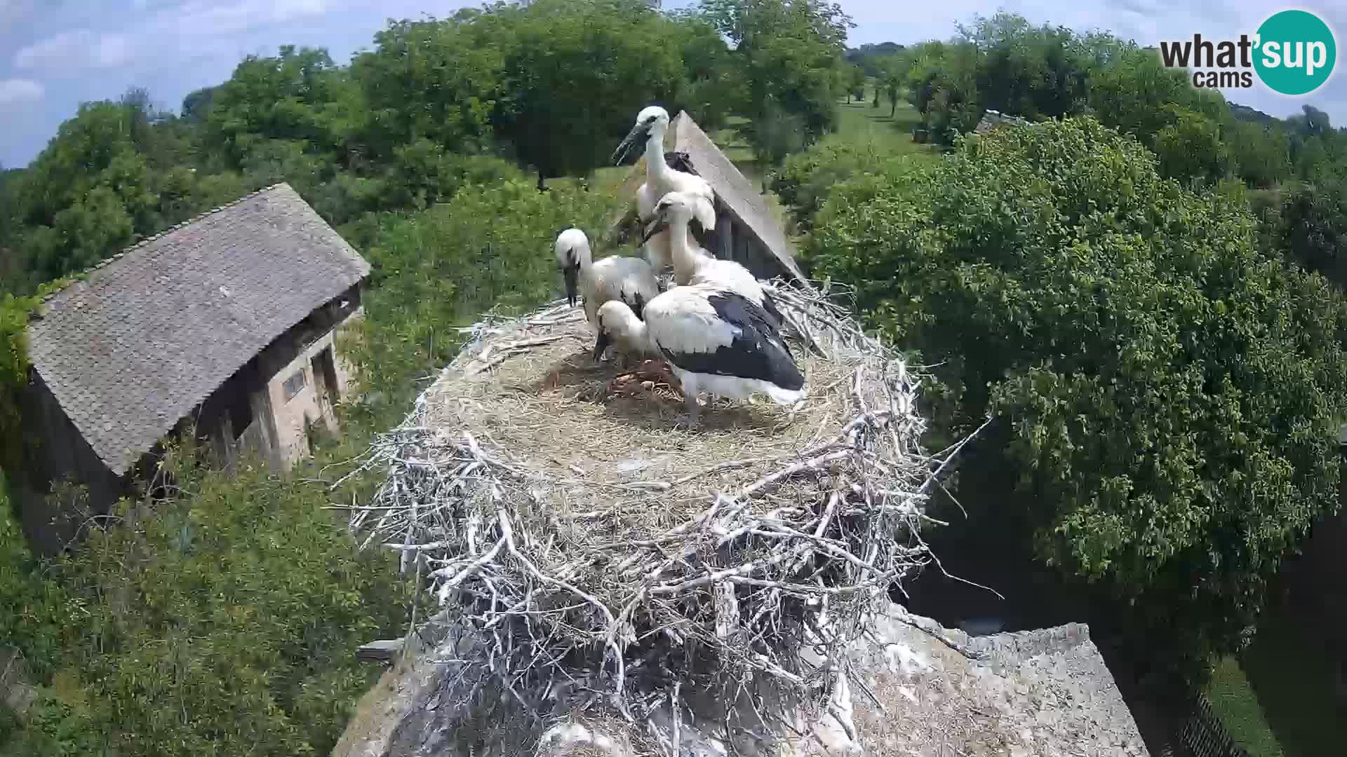 Live webcam European stork village – Lonjsko polje Nature Park