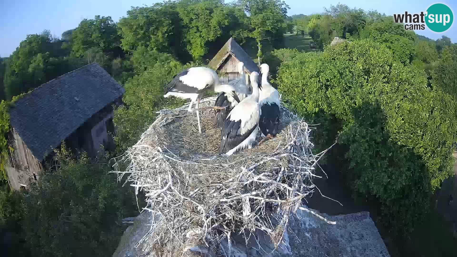 Villaggio delle cicogne europee webcam Parco naturale di Lonjsko polje