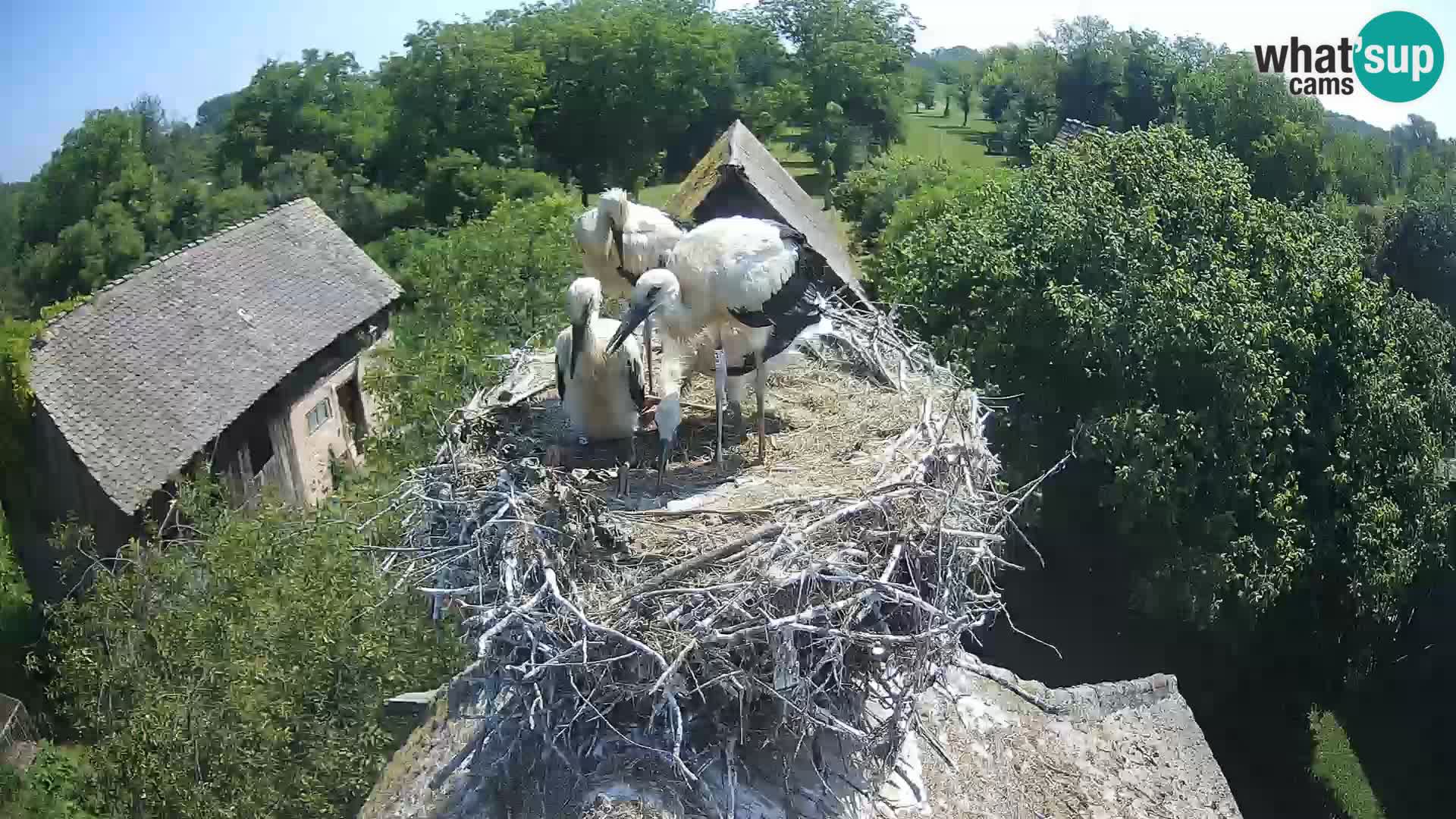 Live webcam European stork village – Lonjsko polje Nature Park