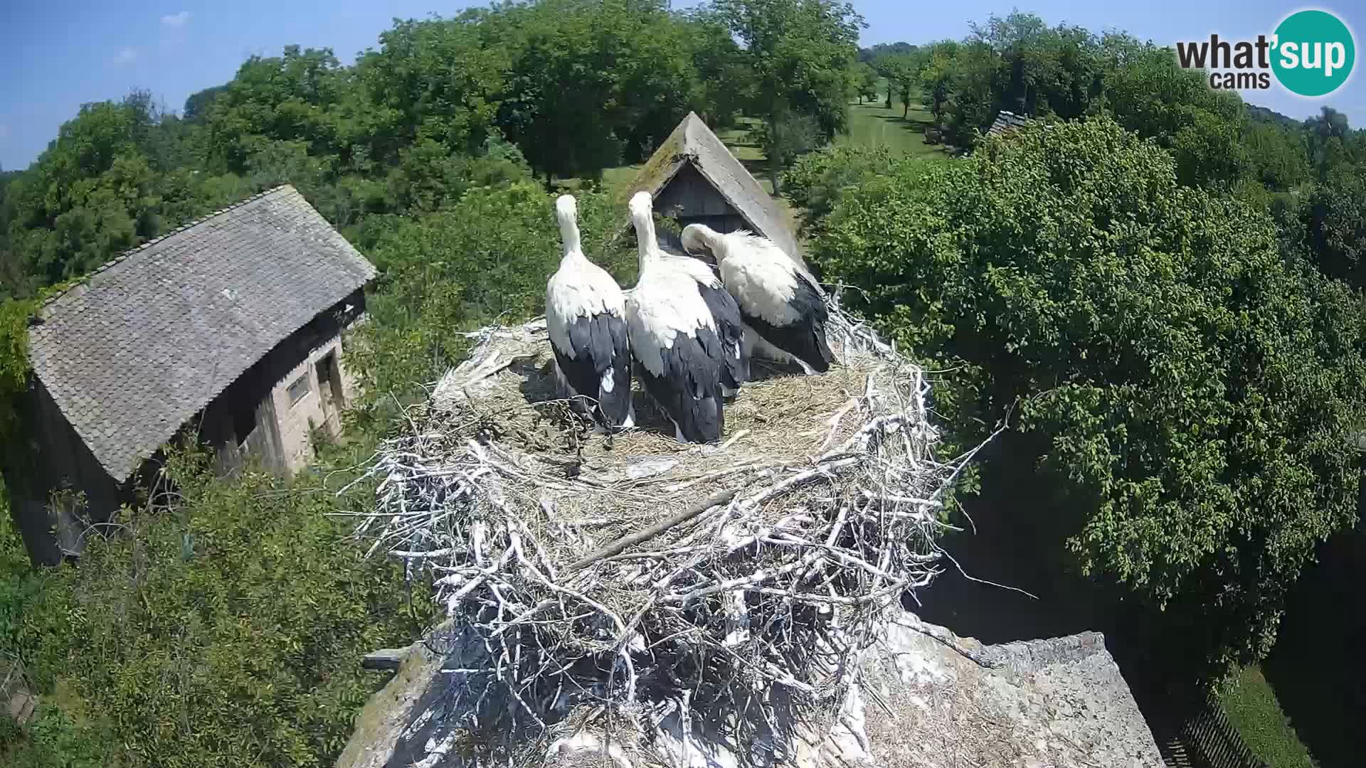 Villaggio delle cicogne europee webcam Parco naturale di Lonjsko polje