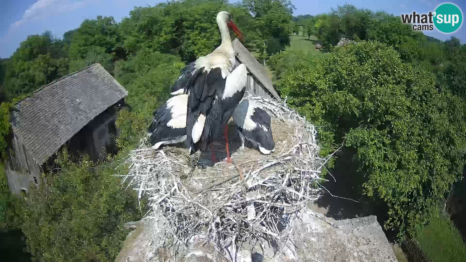 Live webcam European stork village – Lonjsko polje Nature Park