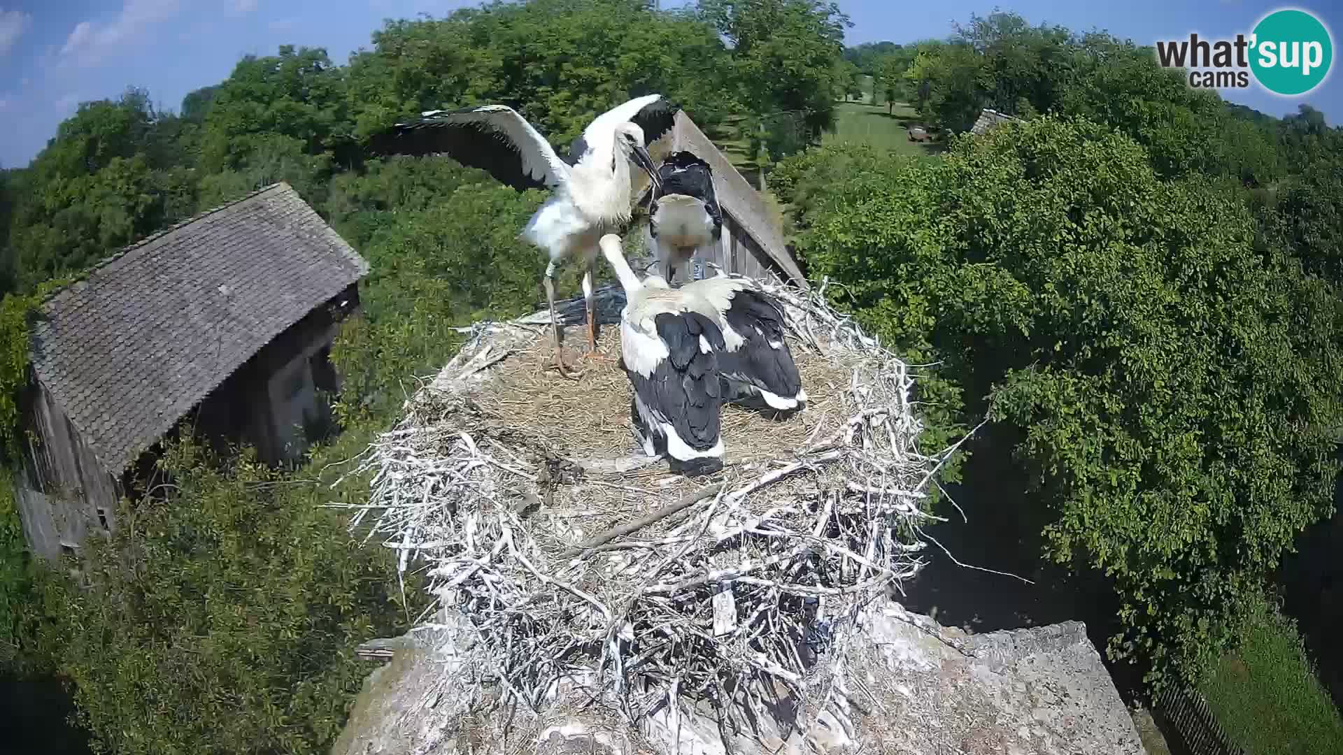 Webcam Europäisches Storchendorf – Naturpark Lonjsko polje
