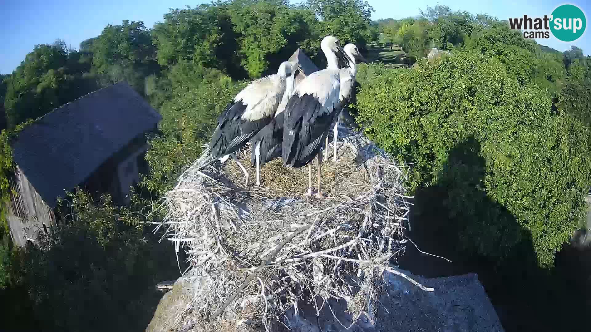 Village européen de cigognes webcam Parc naturel de Lonjsko polje