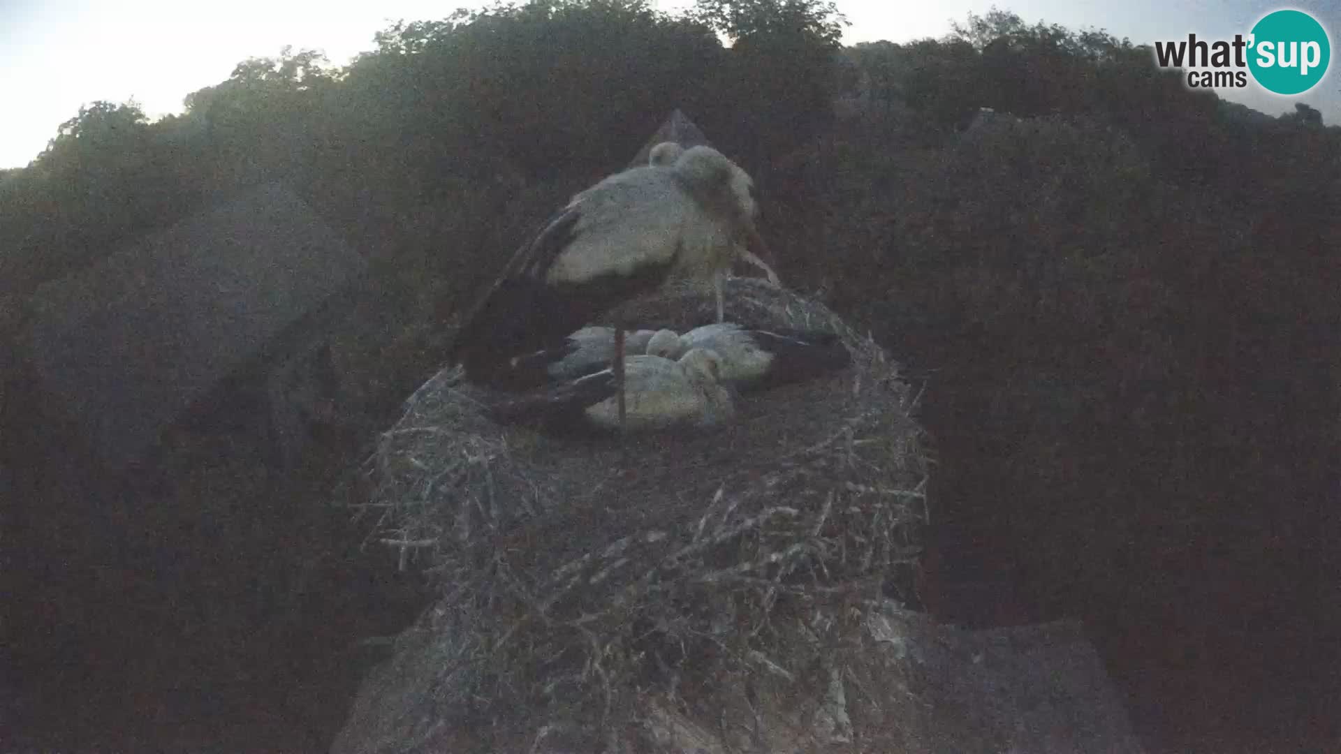 Live webcam European stork village – Lonjsko polje Nature Park