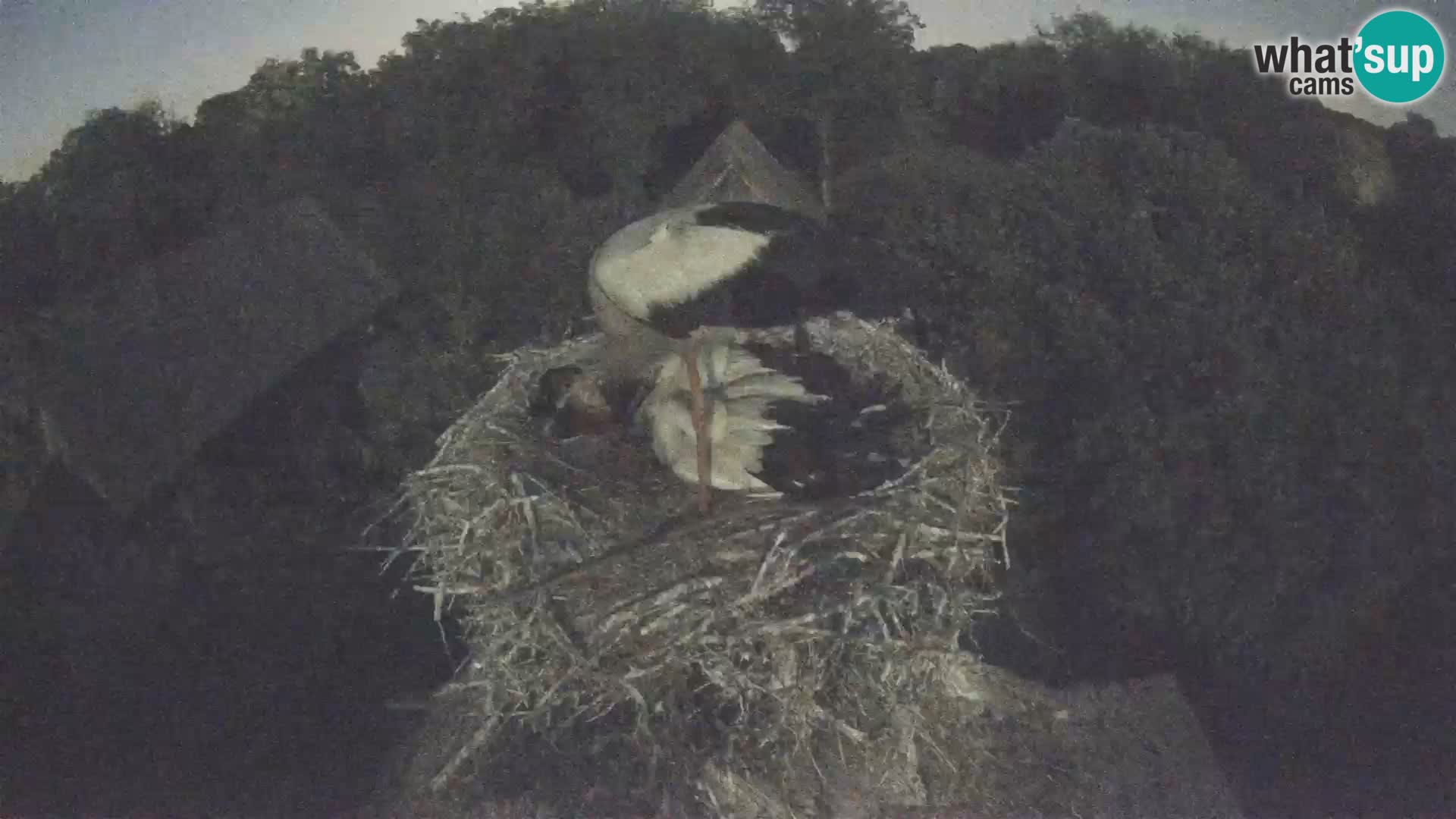 Pueblo europeo de cigüeñas camera en vivo Parque Natural Lonjsko polje
