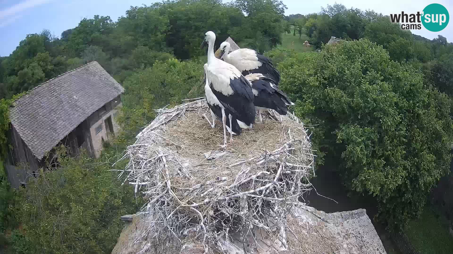 Pueblo europeo de cigüeñas camera en vivo Parque Natural Lonjsko polje
