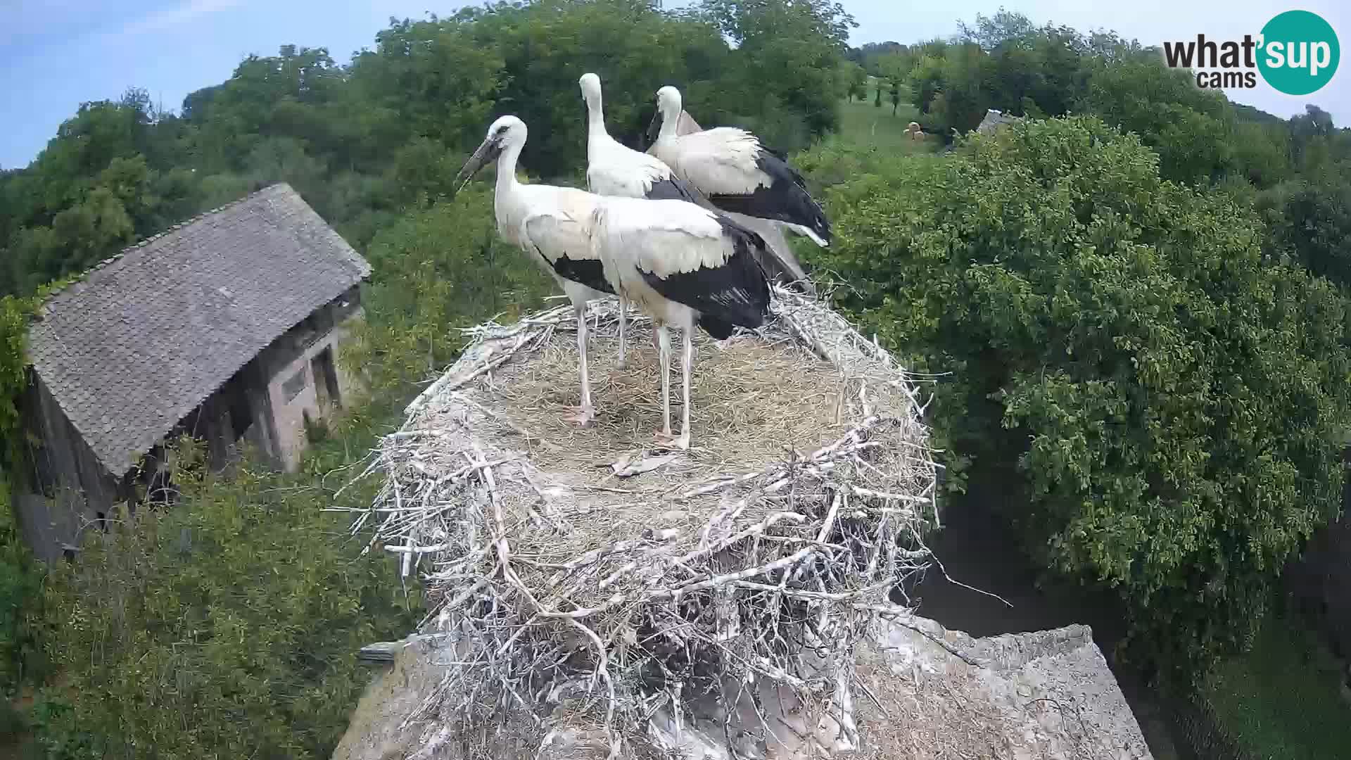 U živo Europsko selo roda – Park prirode Lonjsko polje