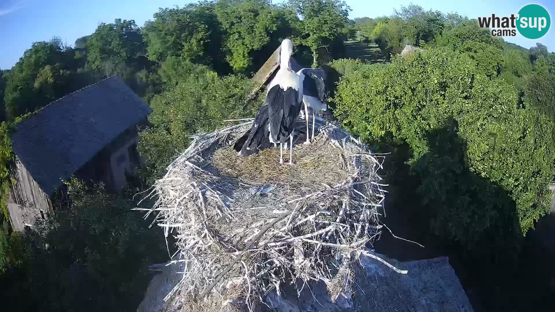 Live webcam European stork village – Lonjsko polje Nature Park