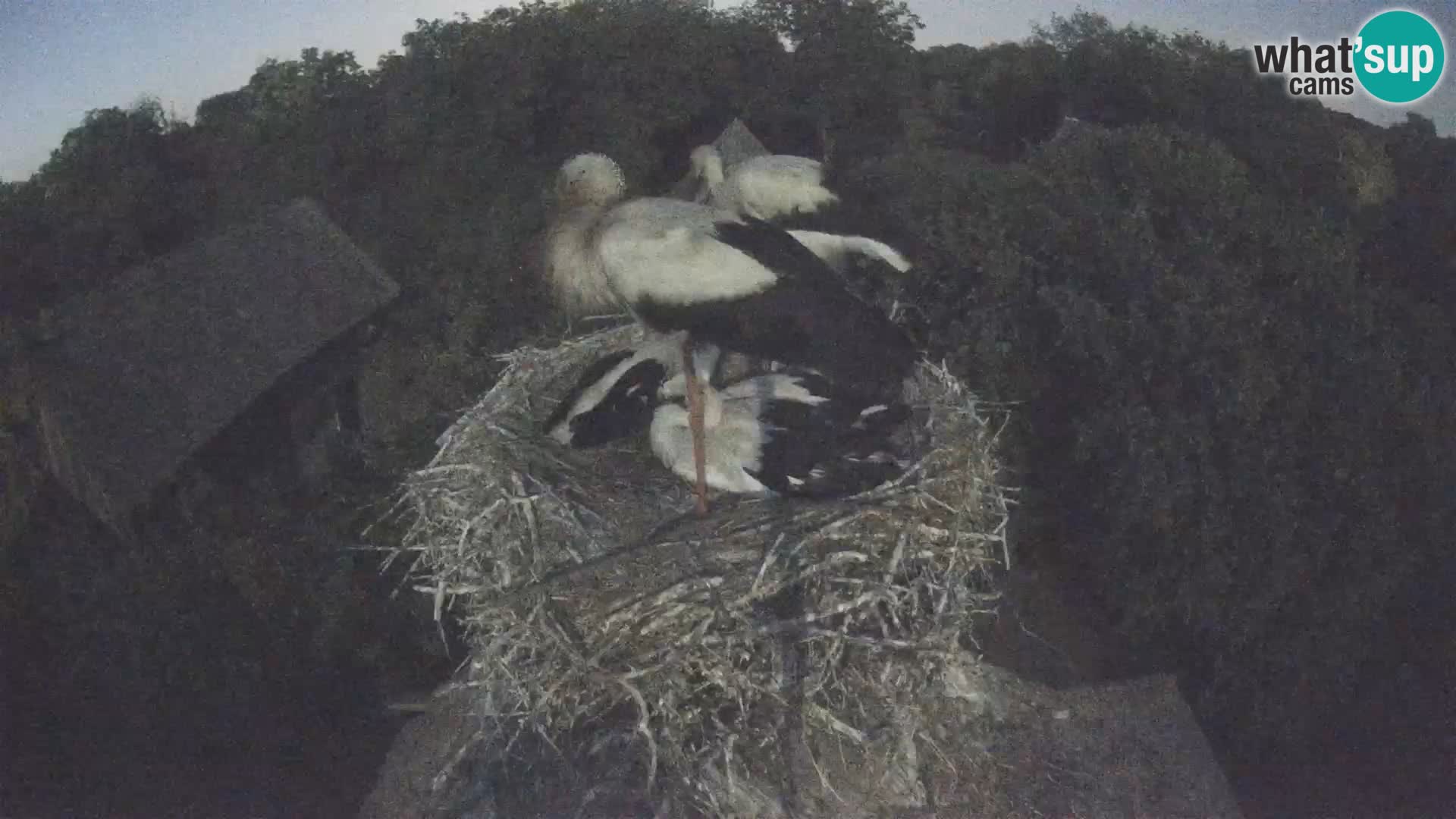 Live webcam European stork village – Lonjsko polje Nature Park