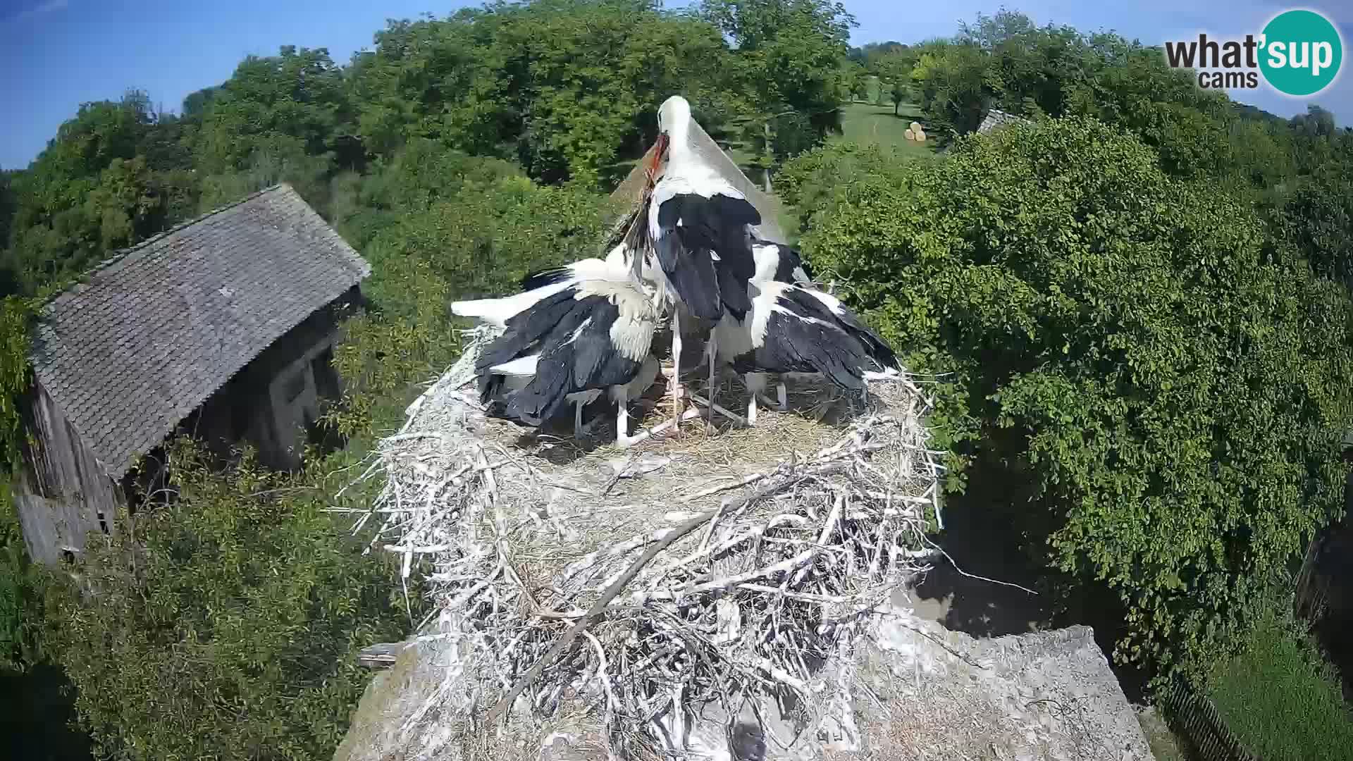 Webcam Europäisches Storchendorf – Naturpark Lonjsko polje