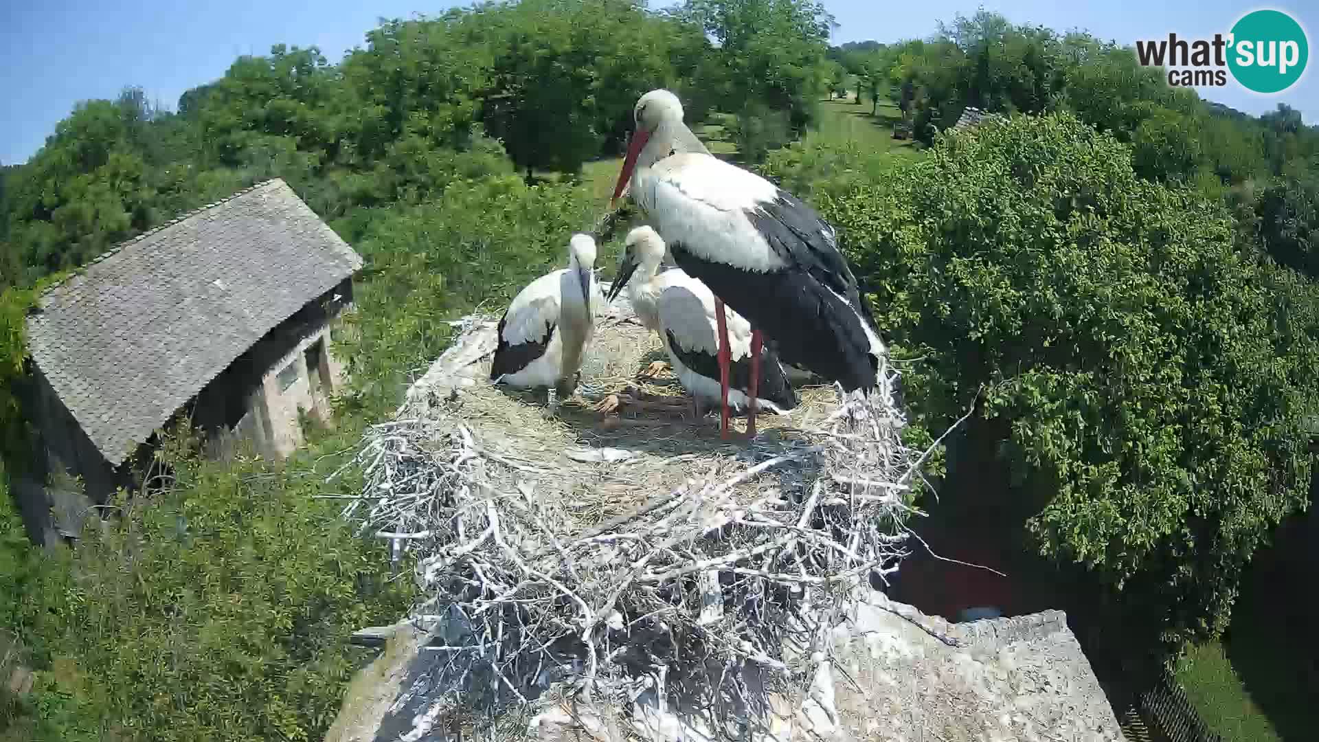 Live webcam European stork village – Lonjsko polje Nature Park