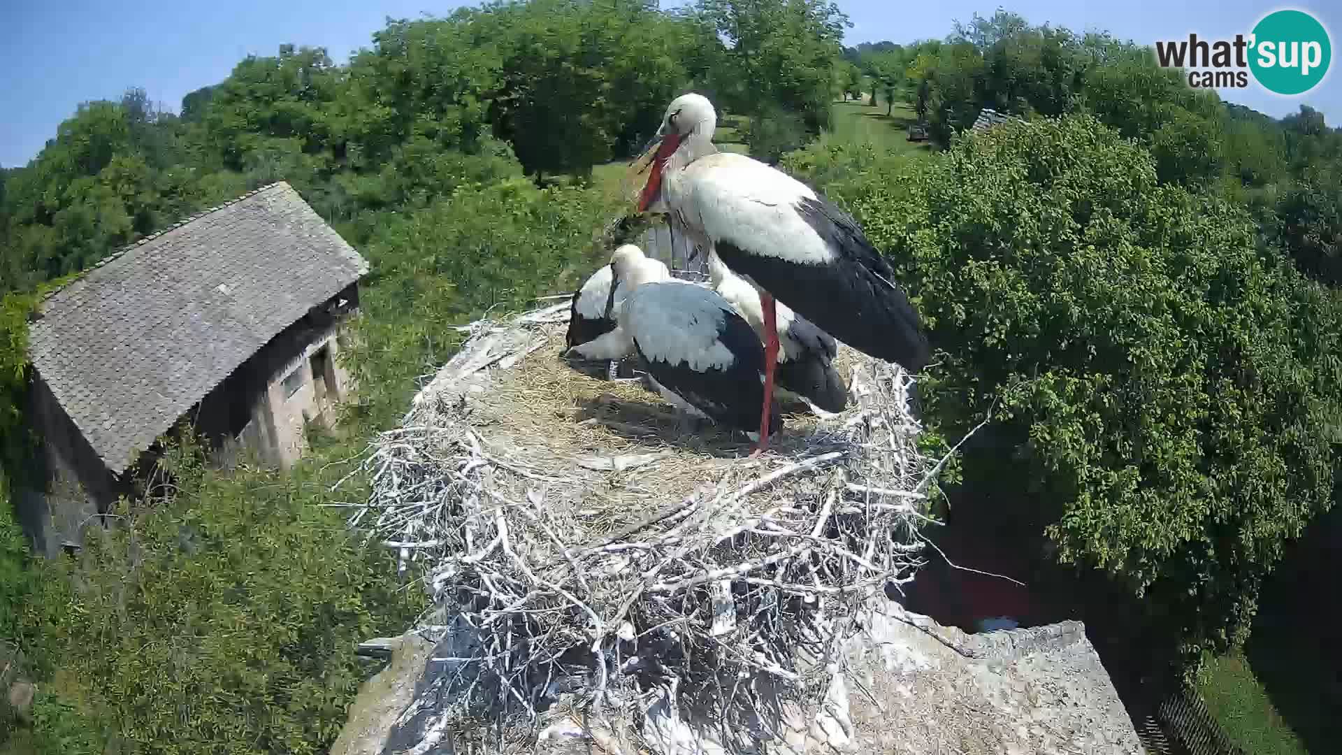 Live webcam European stork village – Lonjsko polje Nature Park