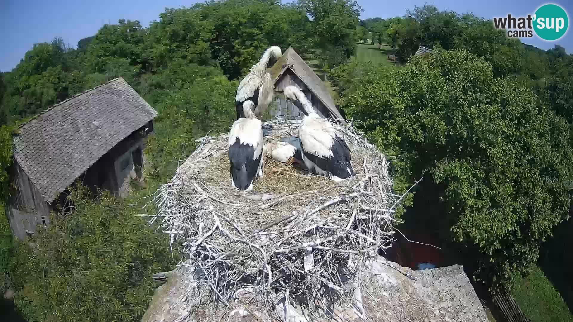 Live webcam European stork village – Lonjsko polje Nature Park