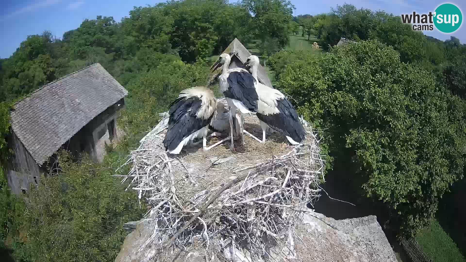 Evropska vas štorklje – Krajinski park Lonjsko polje spletna kamera