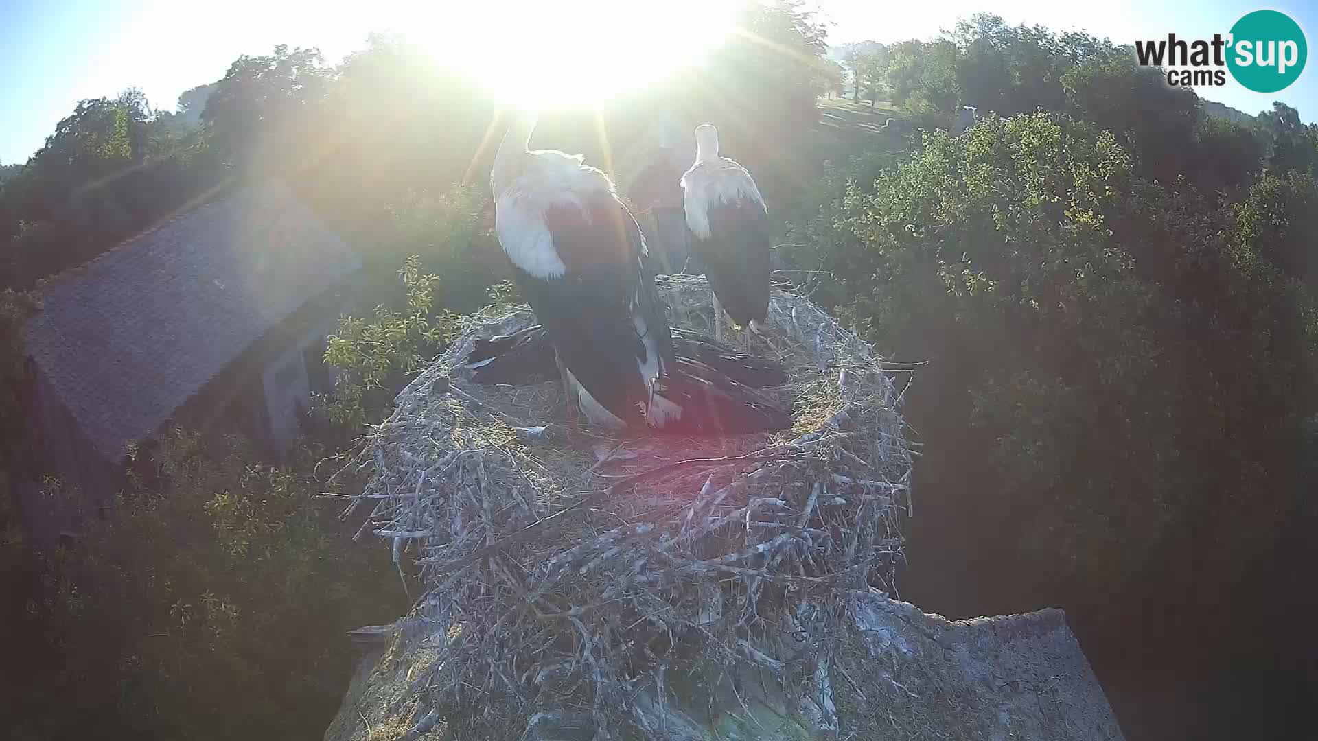 Villaggio delle cicogne europee webcam Parco naturale di Lonjsko polje