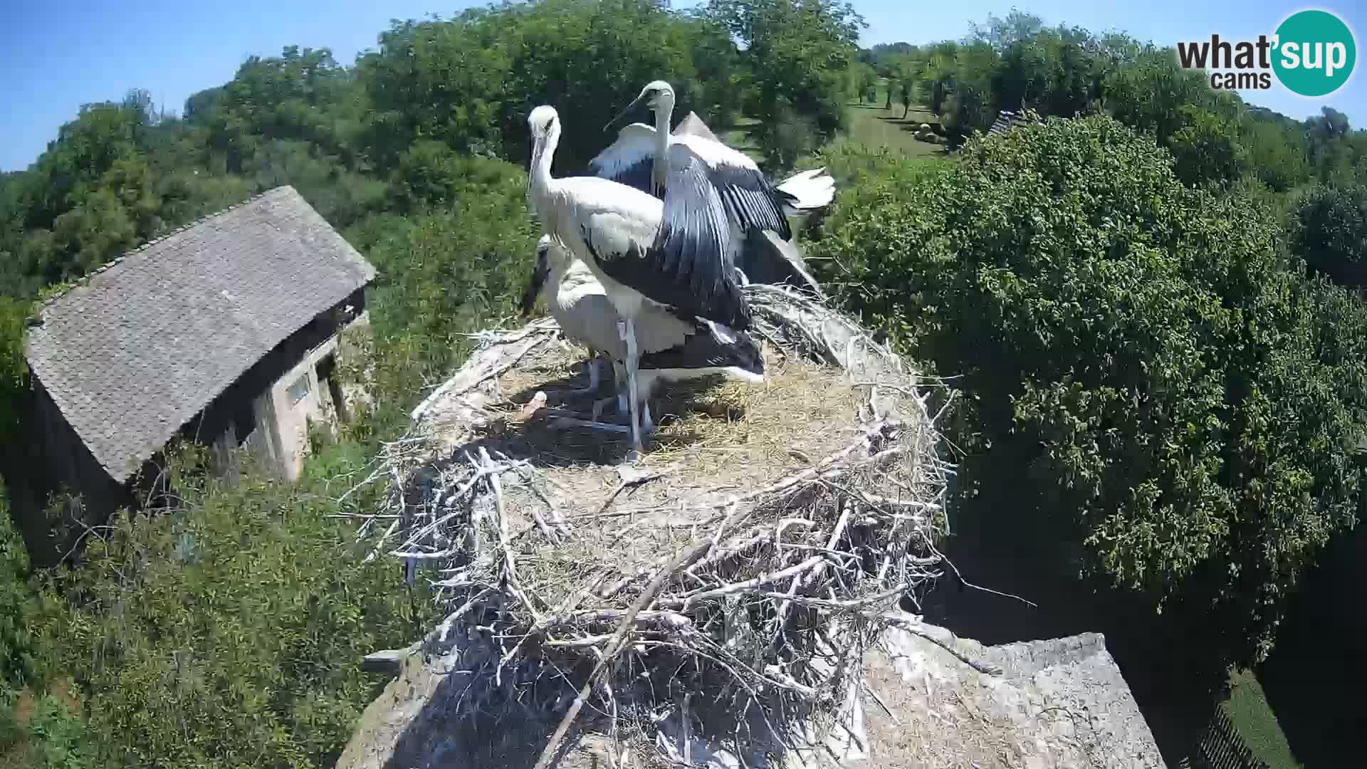 Live webcam European stork village – Lonjsko polje Nature Park