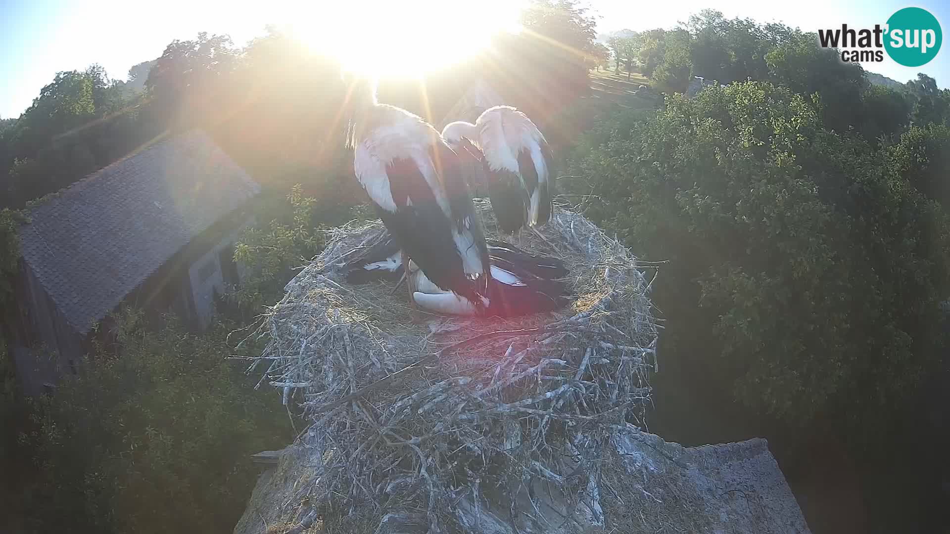Evropska vas štorklje – Krajinski park Lonjsko polje spletna kamera