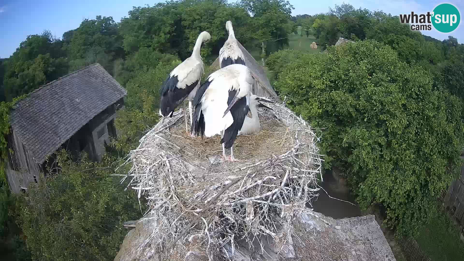 U živo Europsko selo roda – Park prirode Lonjsko polje