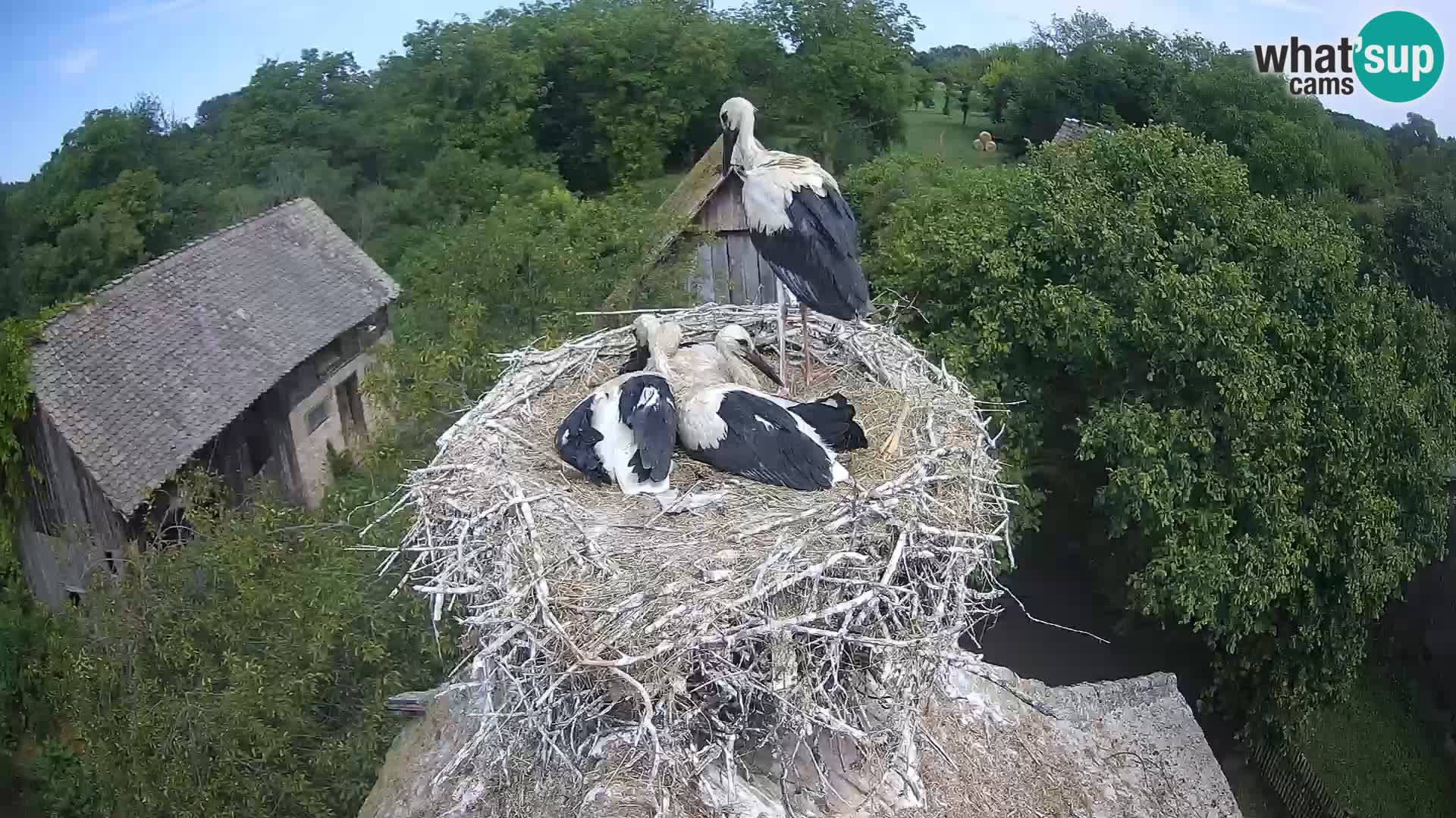 Villaggio delle cicogne europee webcam Parco naturale di Lonjsko polje