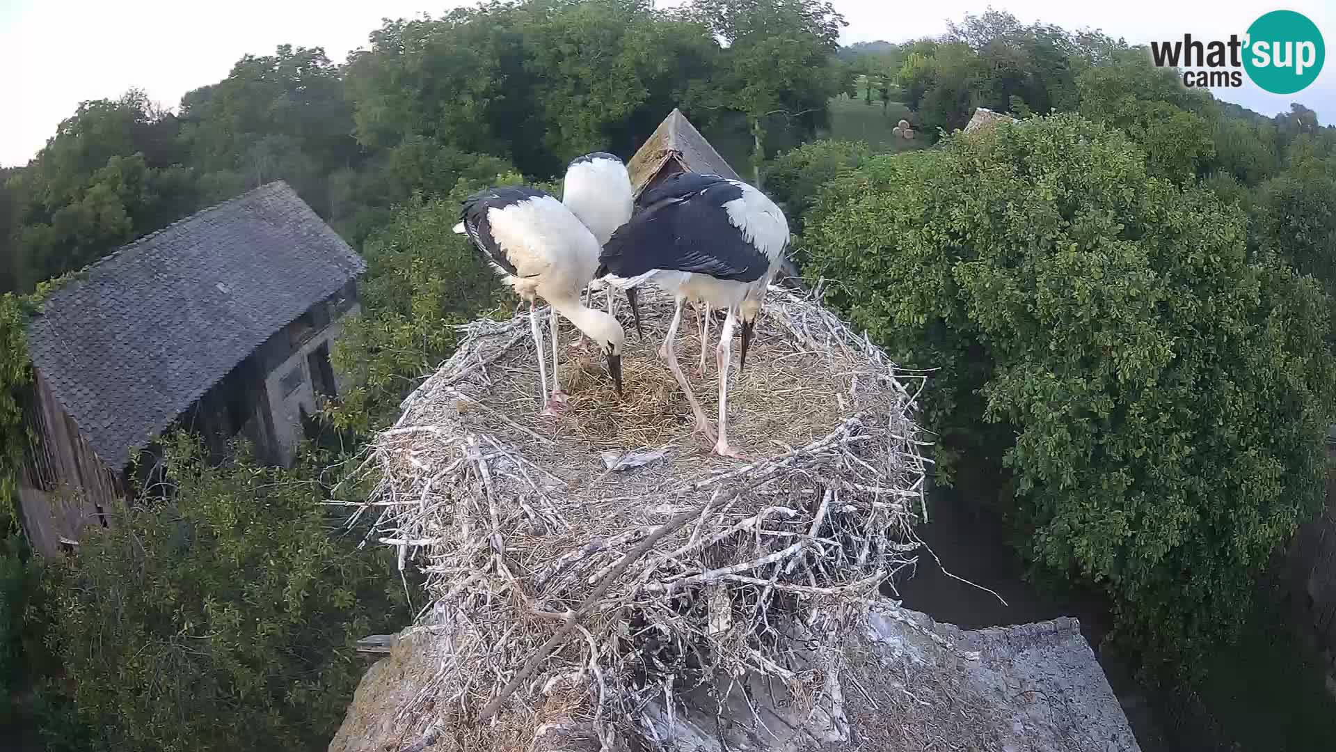 Village européen de cigognes webcam Parc naturel de Lonjsko polje