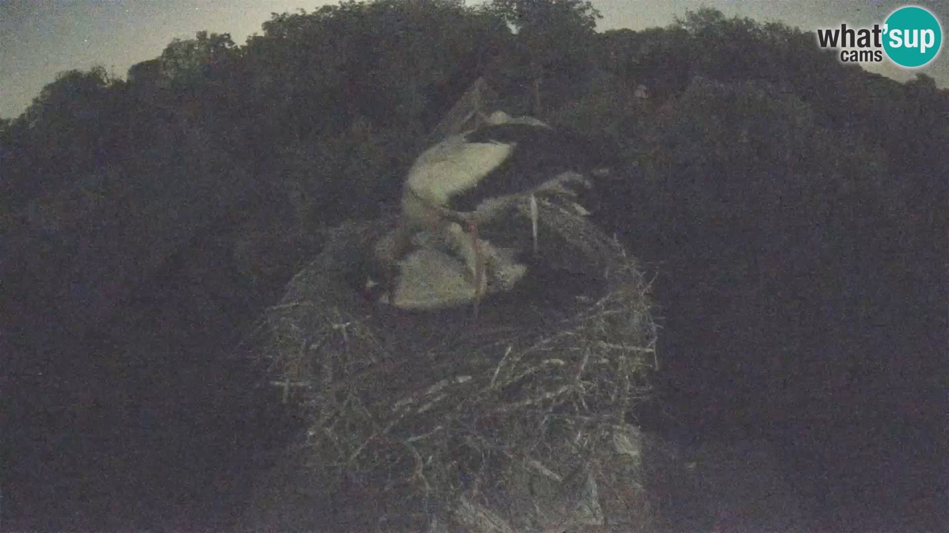 Live webcam European stork village – Lonjsko polje Nature Park