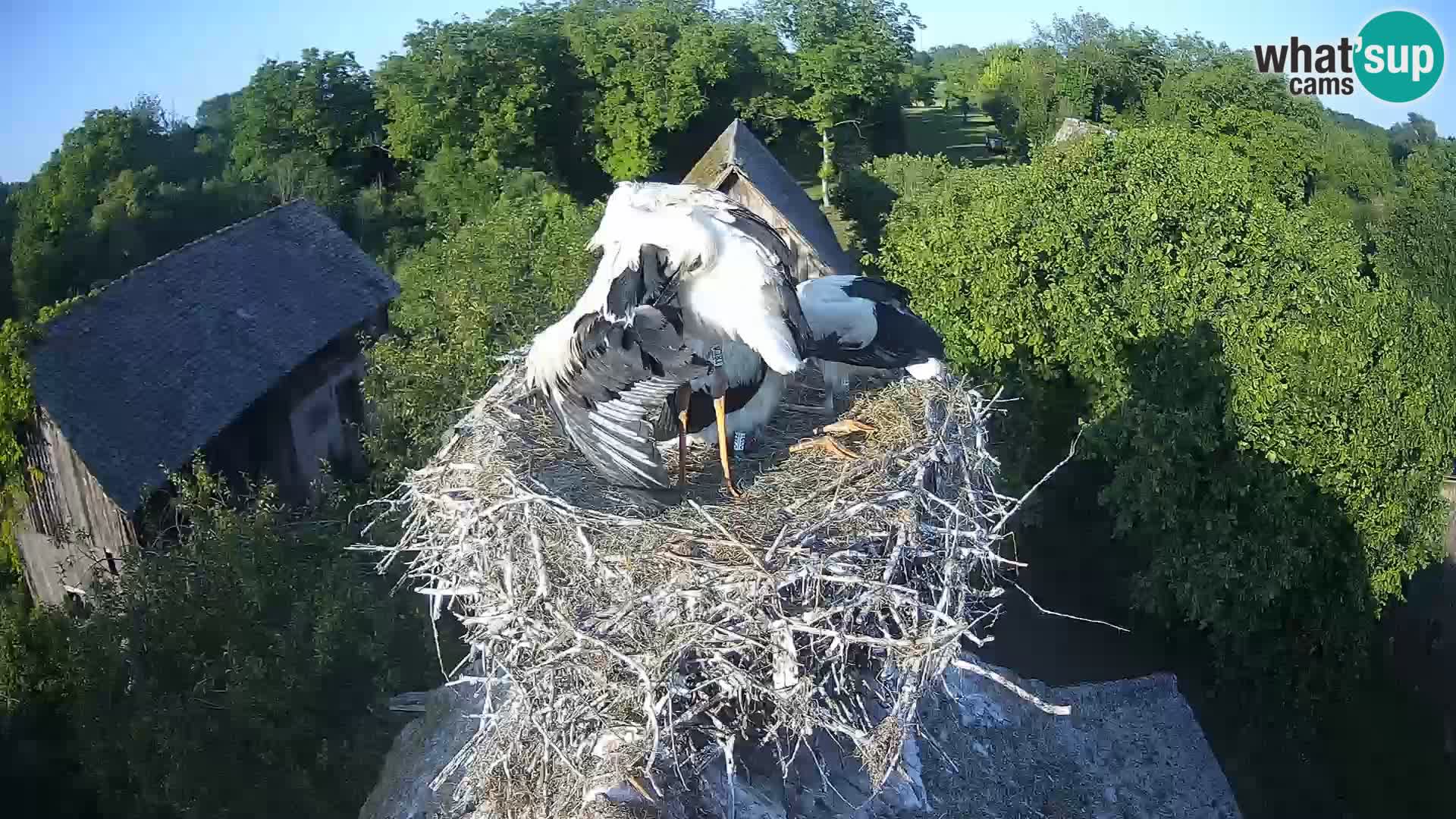 Live webcam European stork village – Lonjsko polje Nature Park