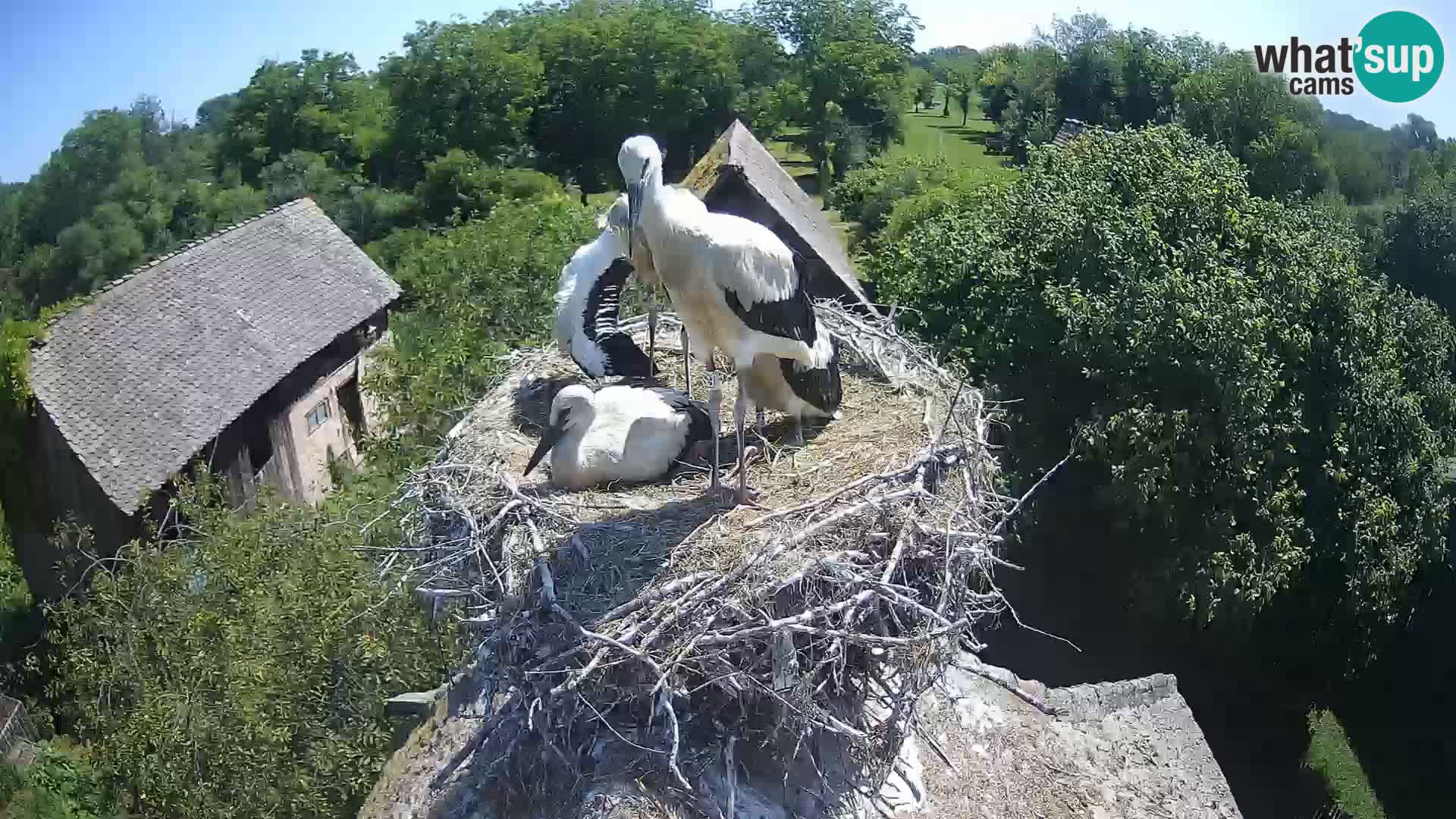 Live webcam European stork village – Lonjsko polje Nature Park