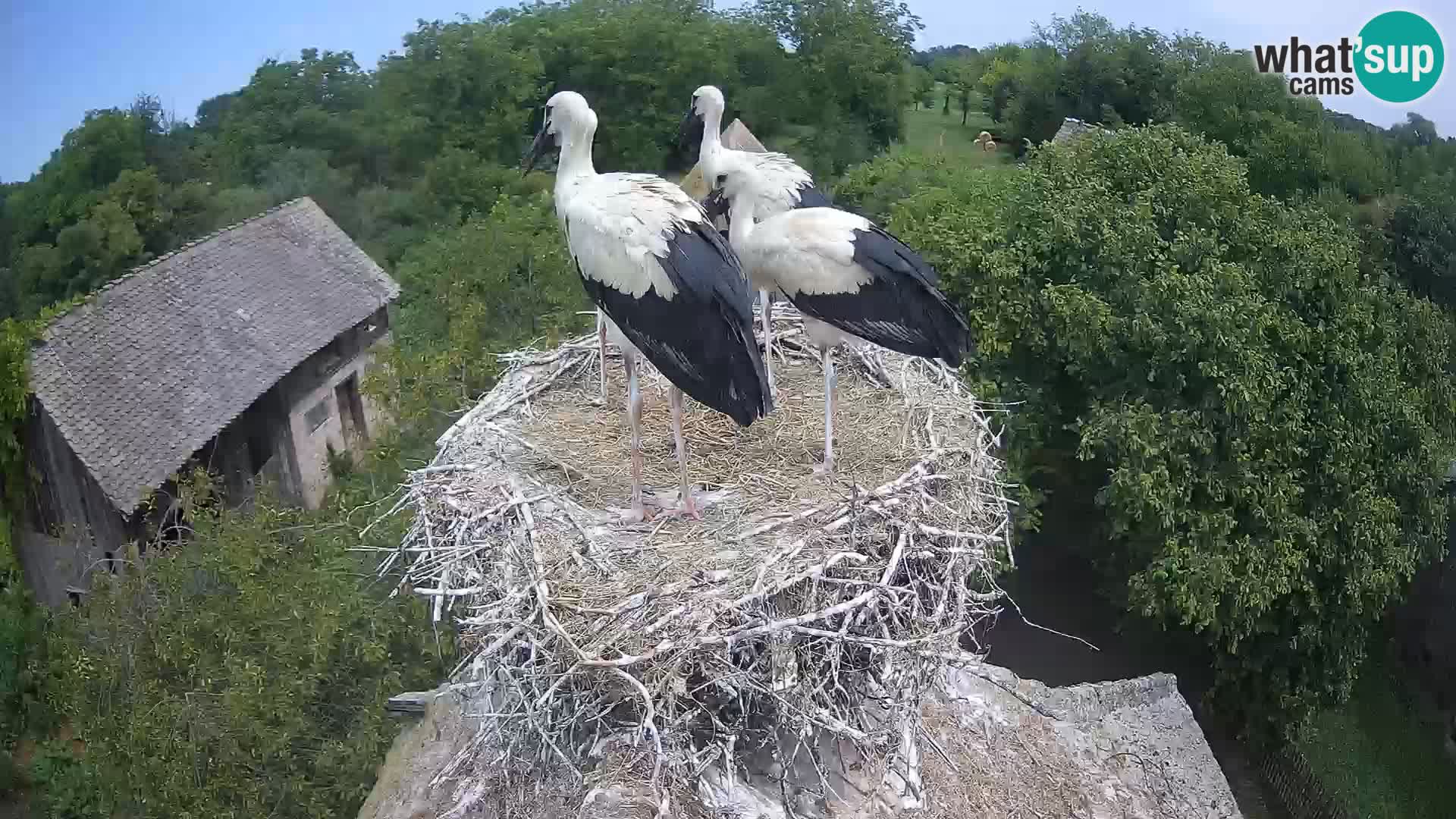 U živo Europsko selo roda – Park prirode Lonjsko polje