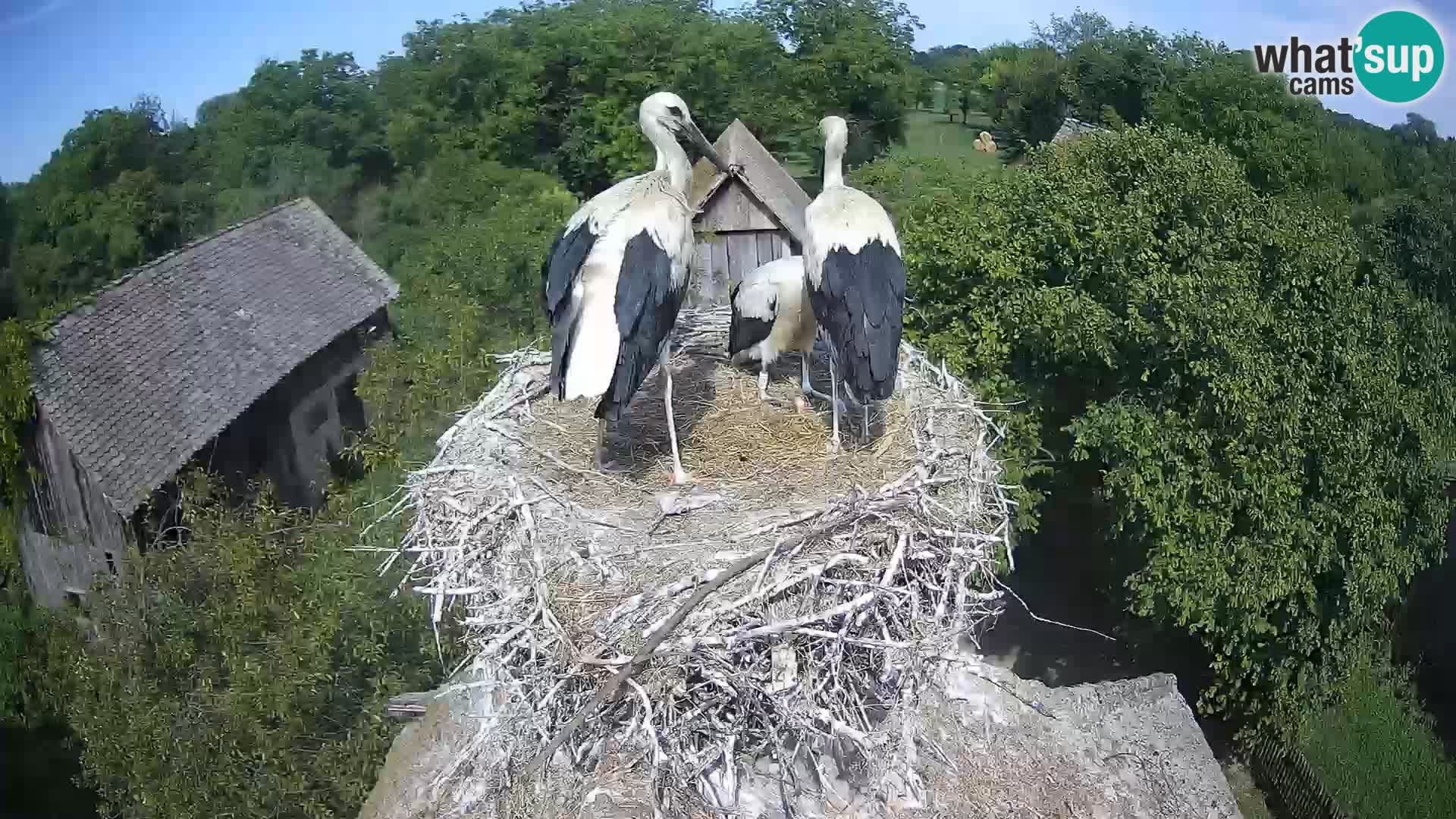 Villaggio delle cicogne europee webcam Parco naturale di Lonjsko polje