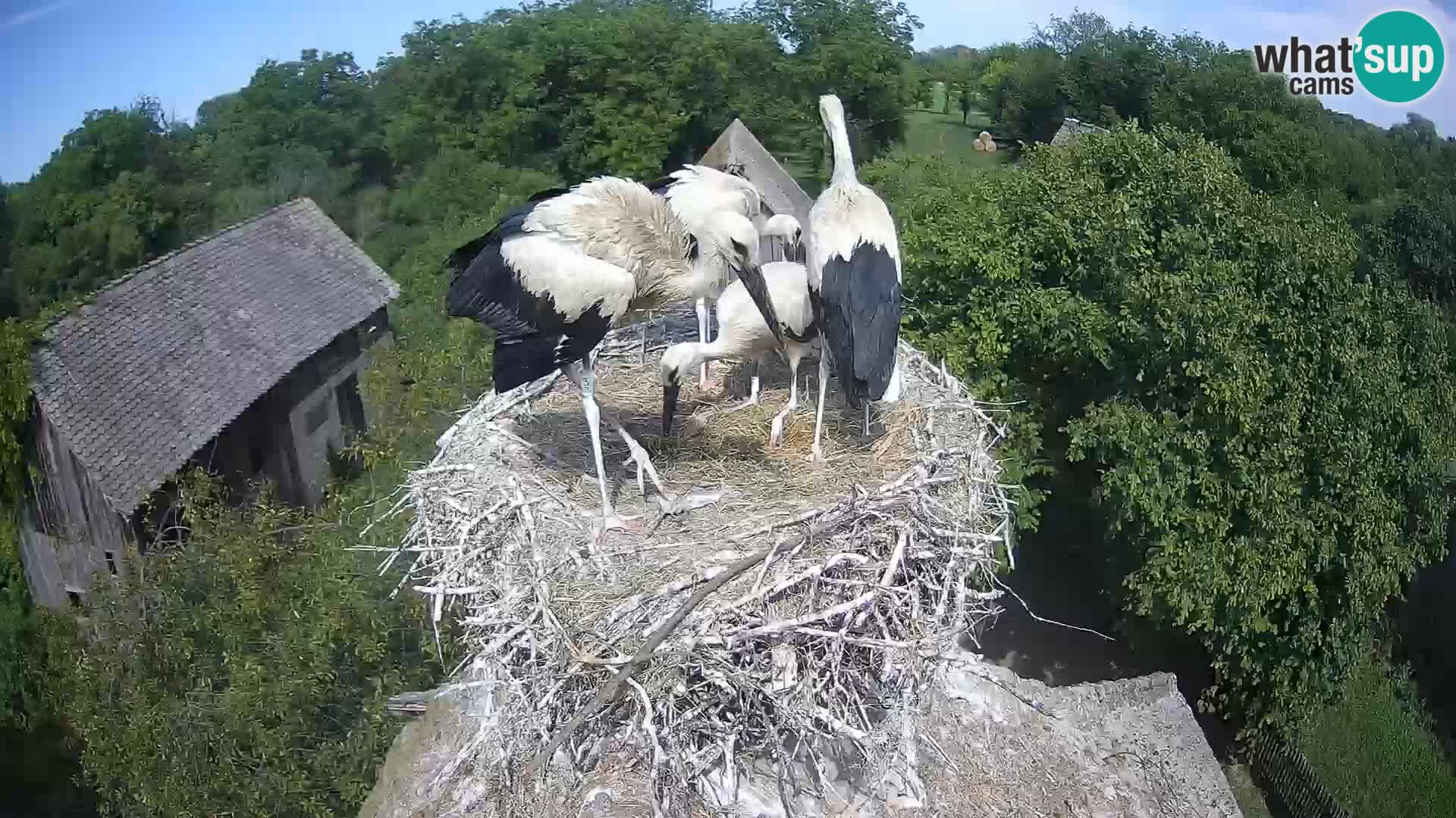 Village européen de cigognes webcam Parc naturel de Lonjsko polje