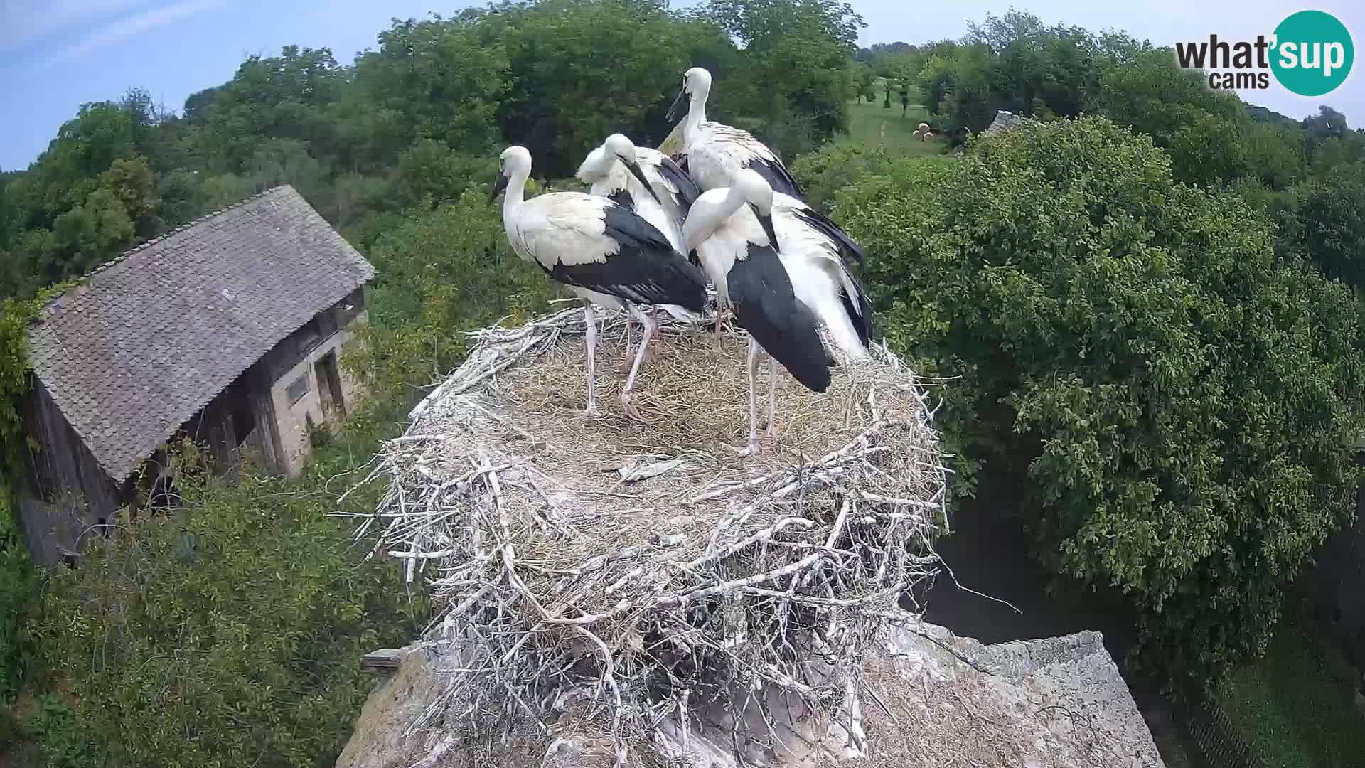 Webcam Europäisches Storchendorf – Naturpark Lonjsko polje