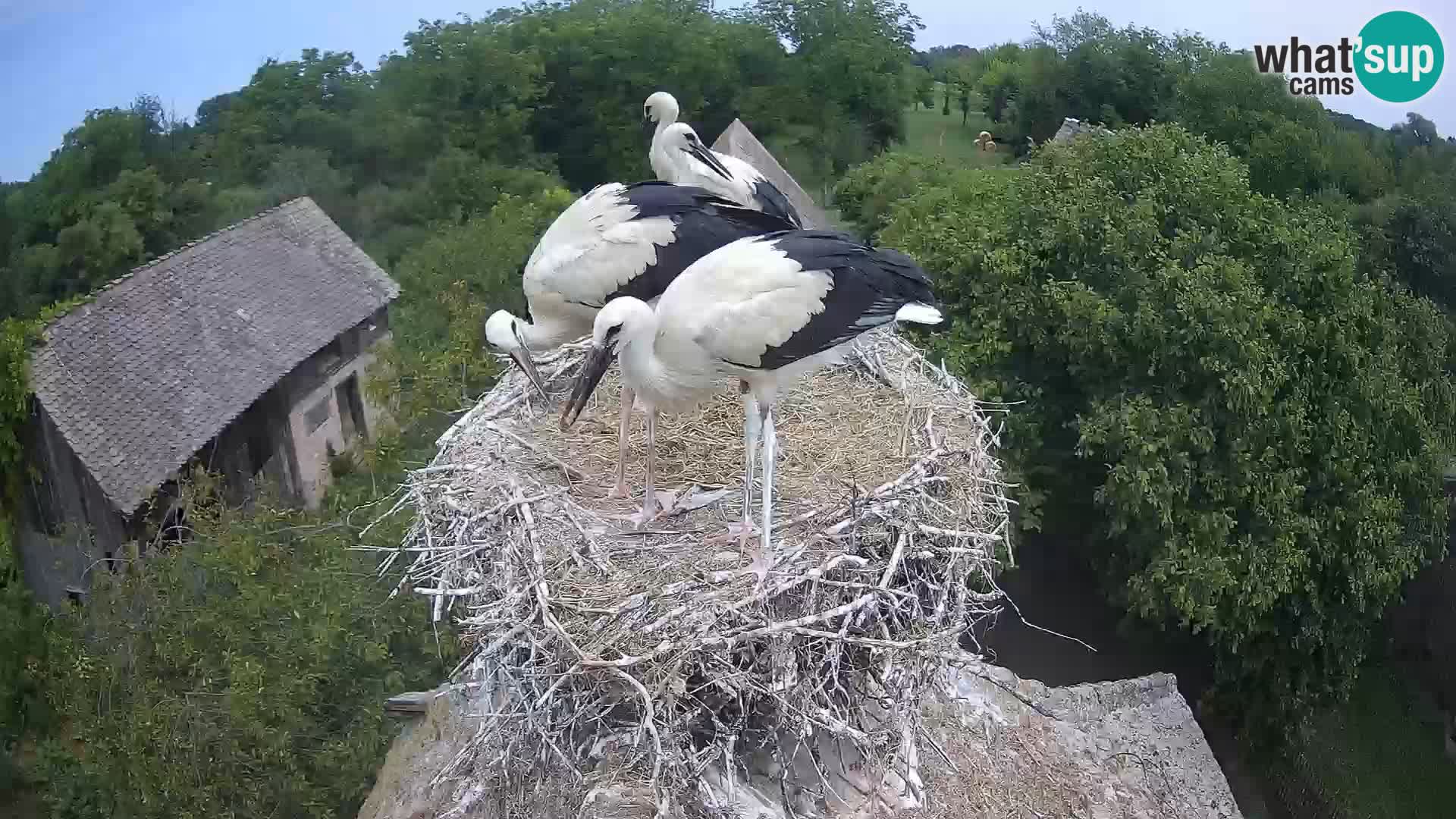 Live webcam European stork village – Lonjsko polje Nature Park