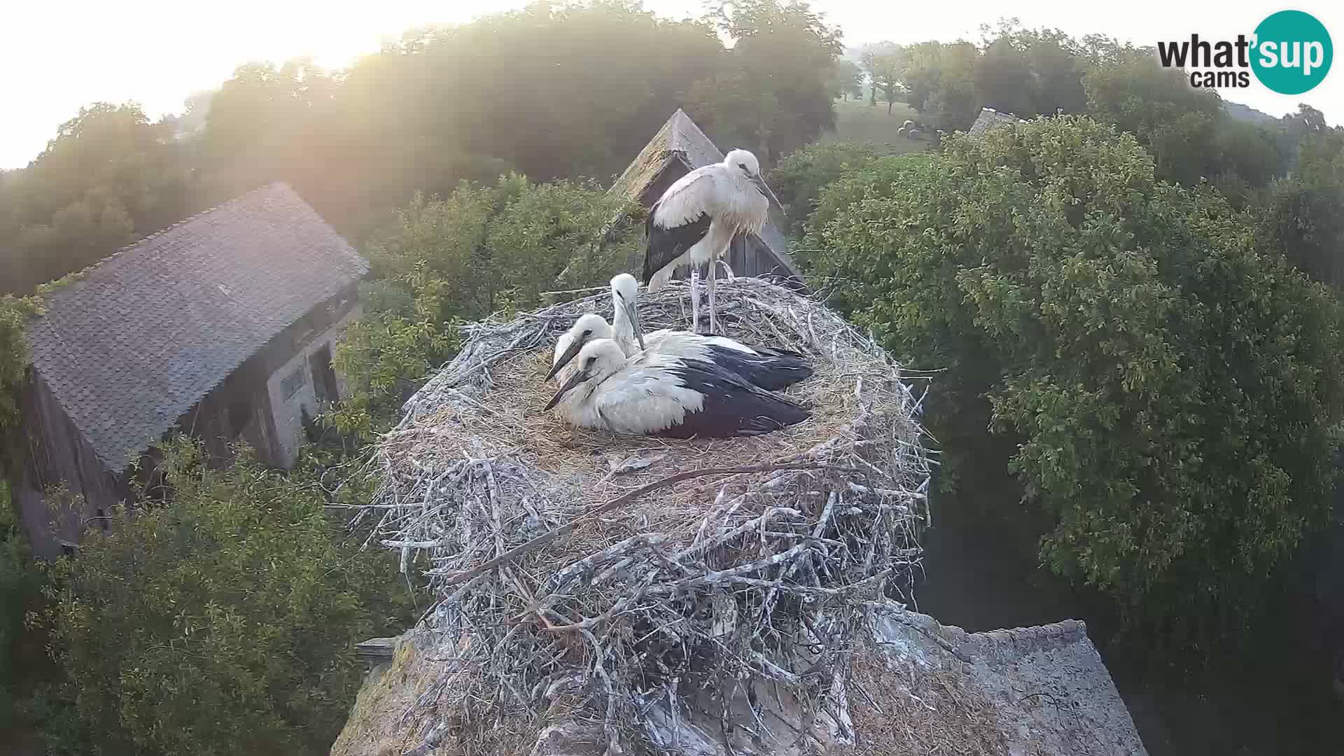 Villaggio delle cicogne europee webcam Parco naturale di Lonjsko polje