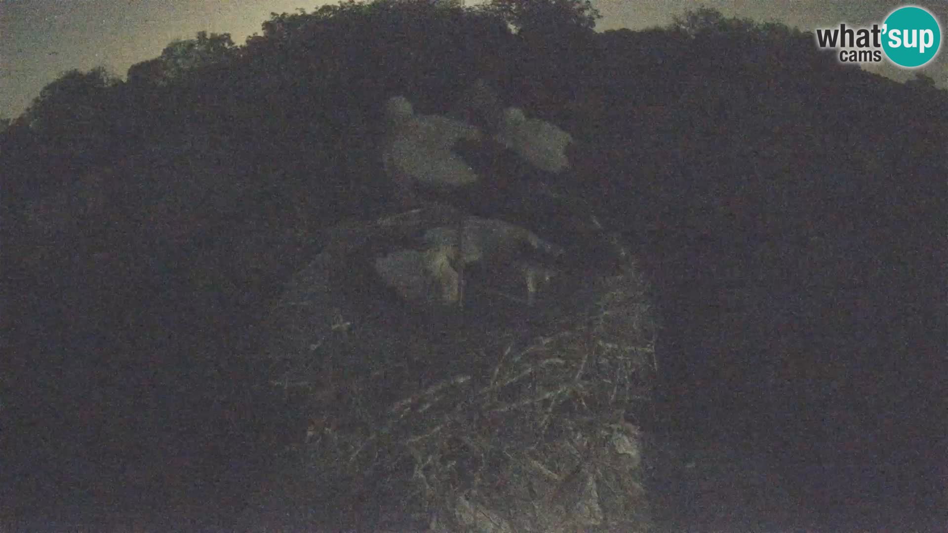 Village européen de cigognes webcam Parc naturel de Lonjsko polje