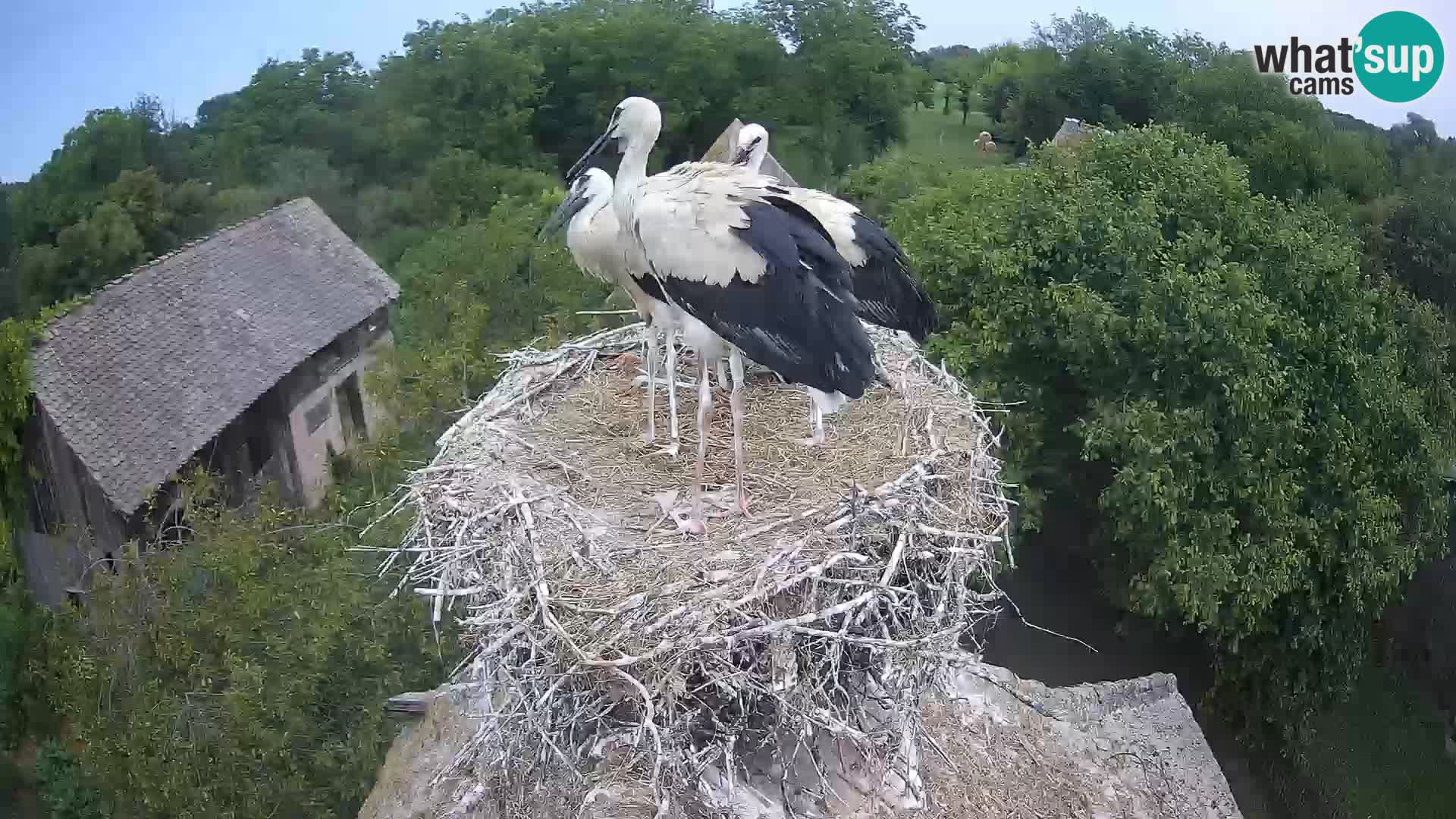 Pueblo europeo de cigüeñas camera en vivo Parque Natural Lonjsko polje