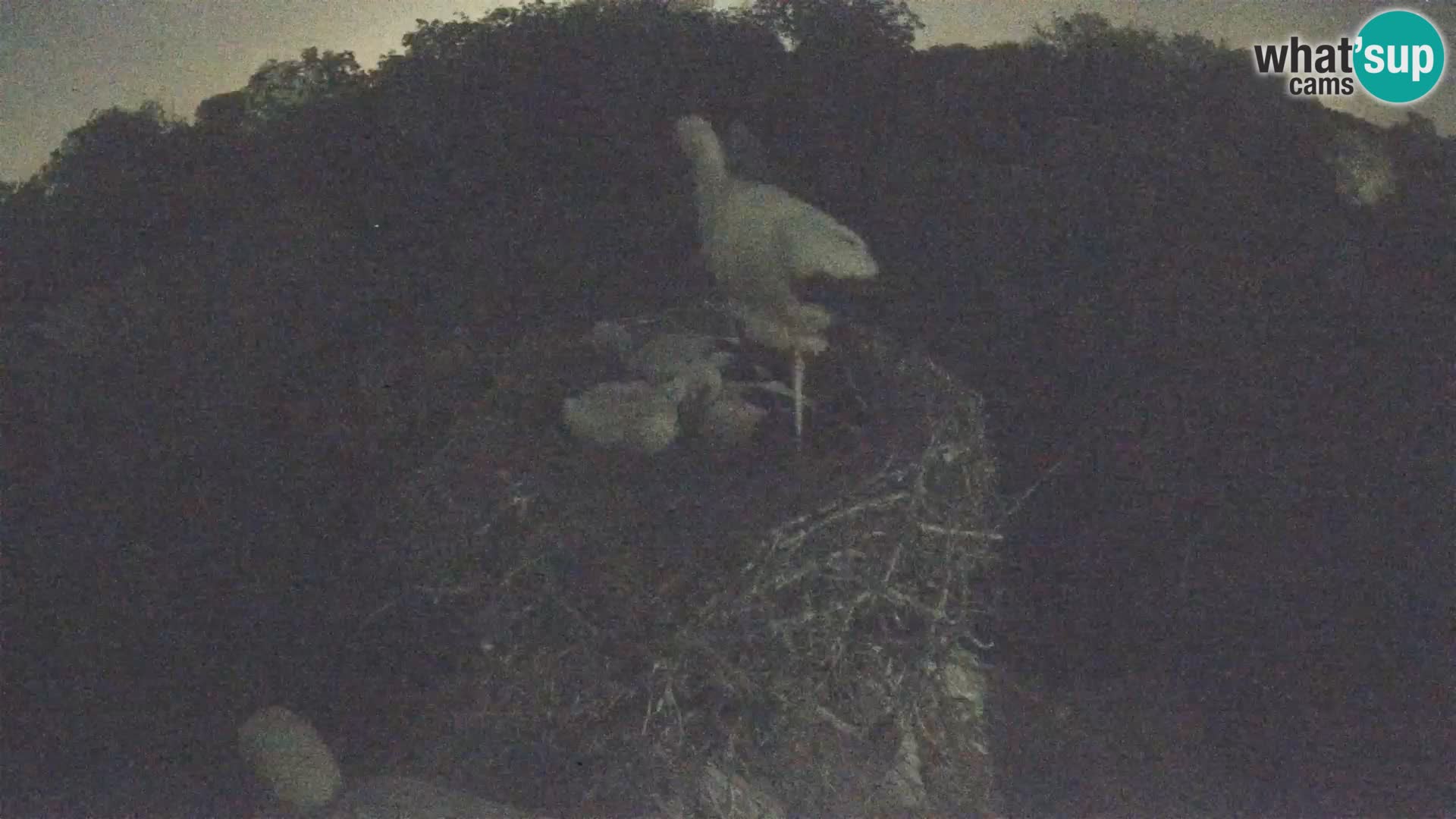 Live webcam European stork village – Lonjsko polje Nature Park
