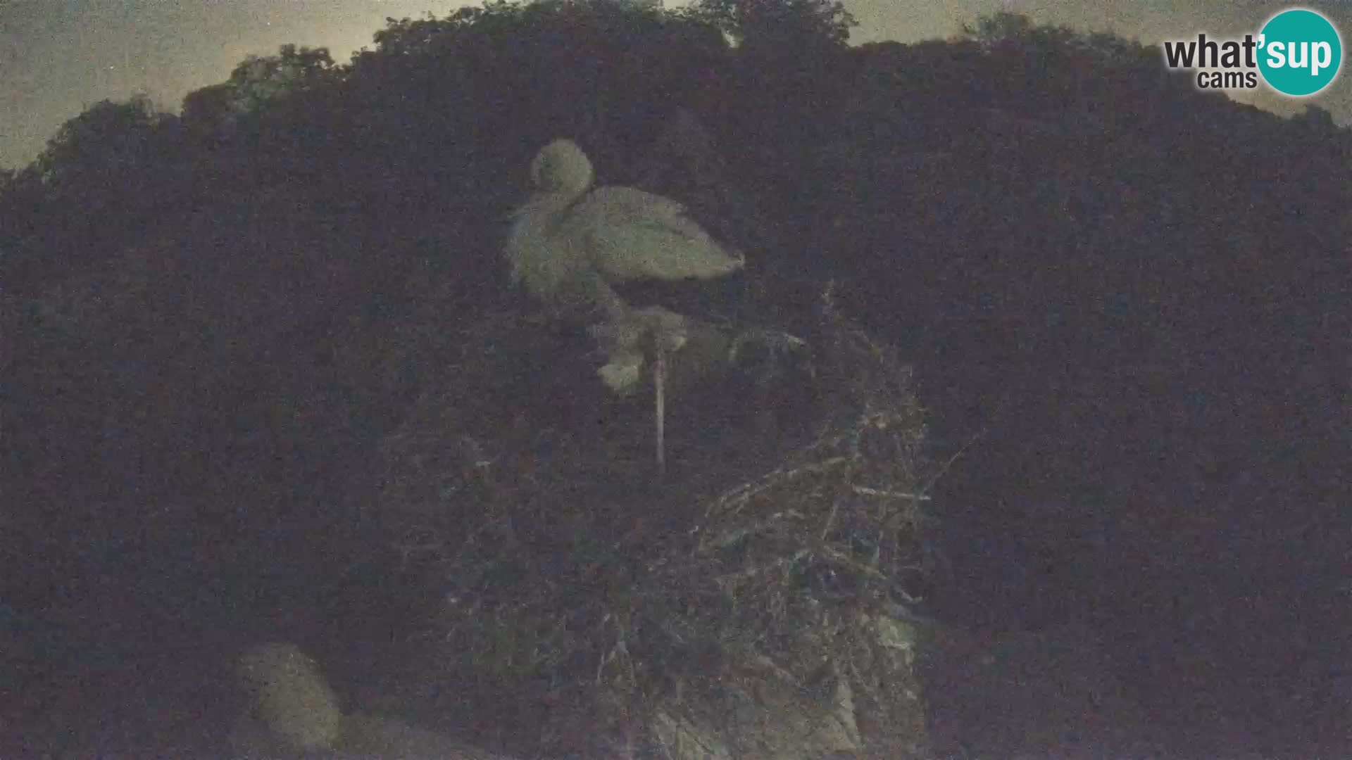 Live webcam European stork village – Lonjsko polje Nature Park